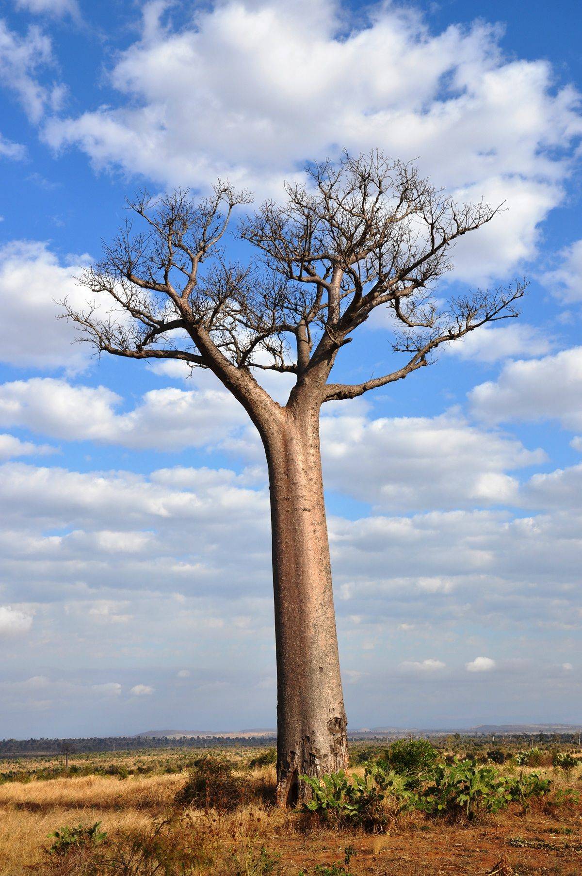 Das Land der Baobabs
