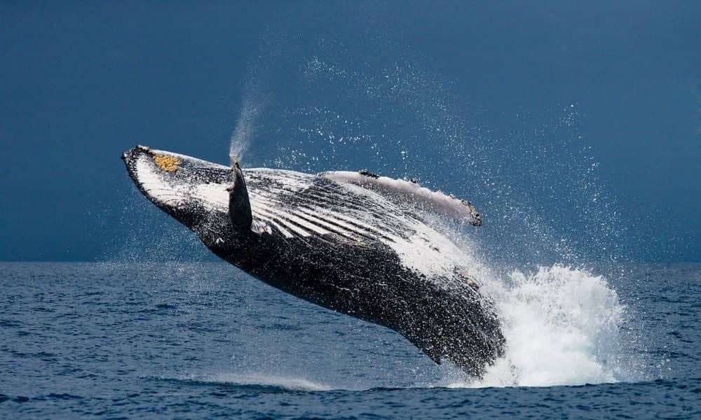 Observation des baleines à bosse