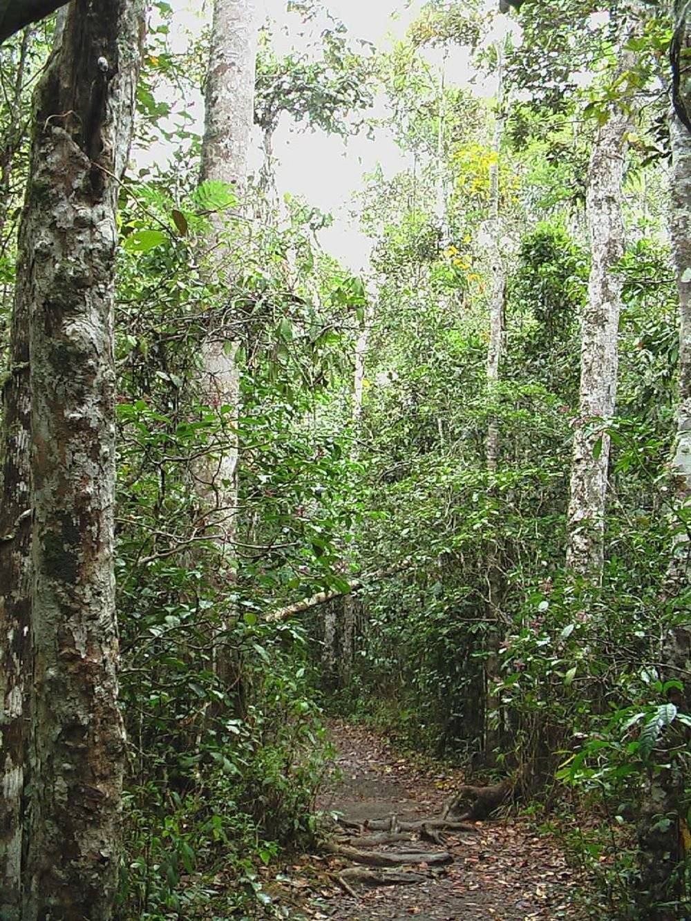 Wanderung im Regenwald von Ranomafana