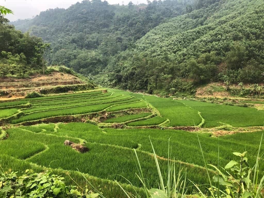 Les sublimes rizières en terrasse de la vallée de Pu Luong