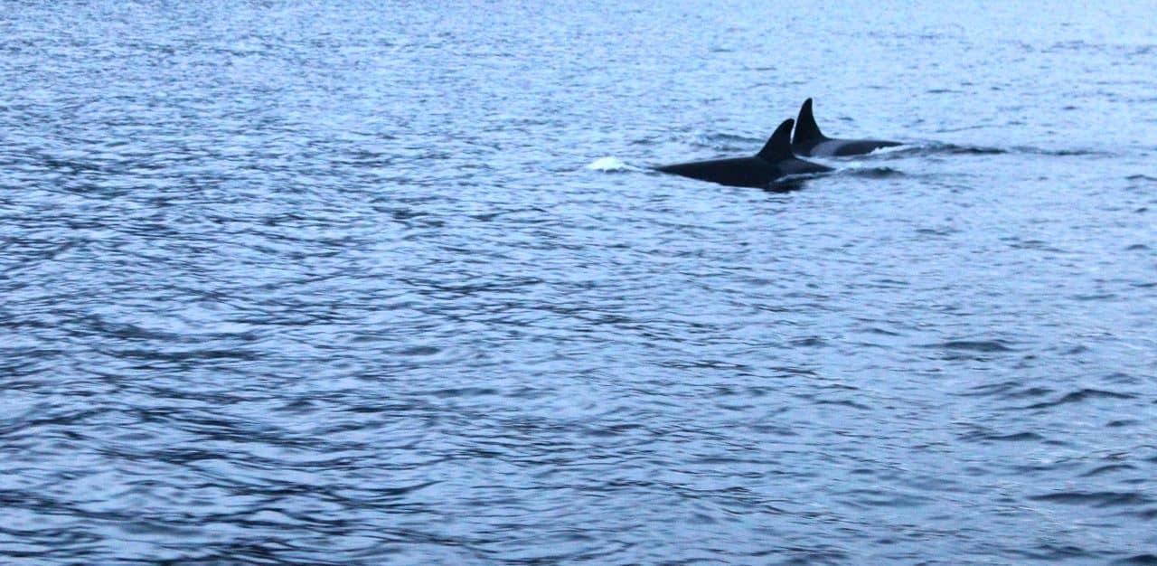 Safari delle balene nelle Isole Vesterålen