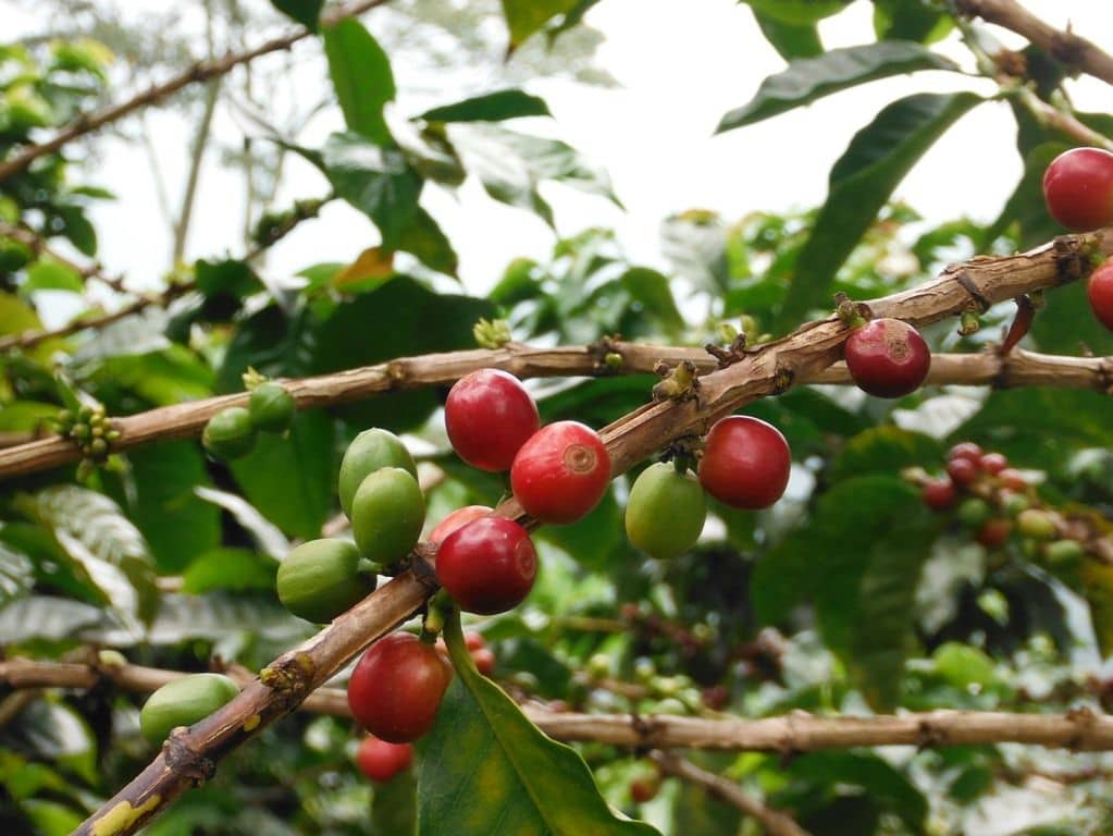 Ervaar de Colombiaanse koffiecultuur