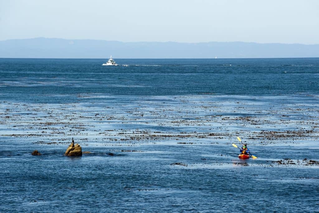 Kayak dans la Baie de Monterey