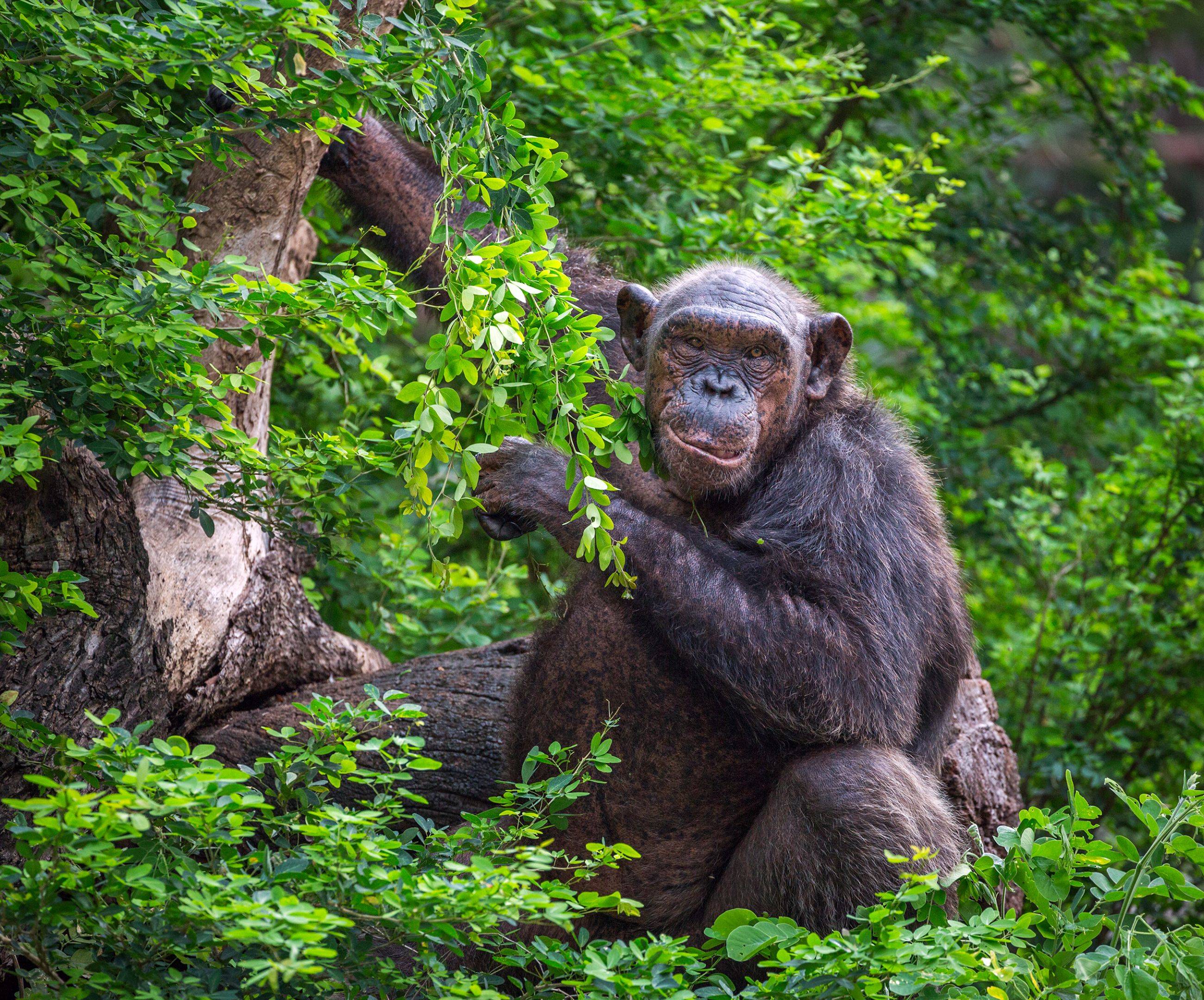 Chimp trekking e escursione nella natura nella Foresta di Nyungwe