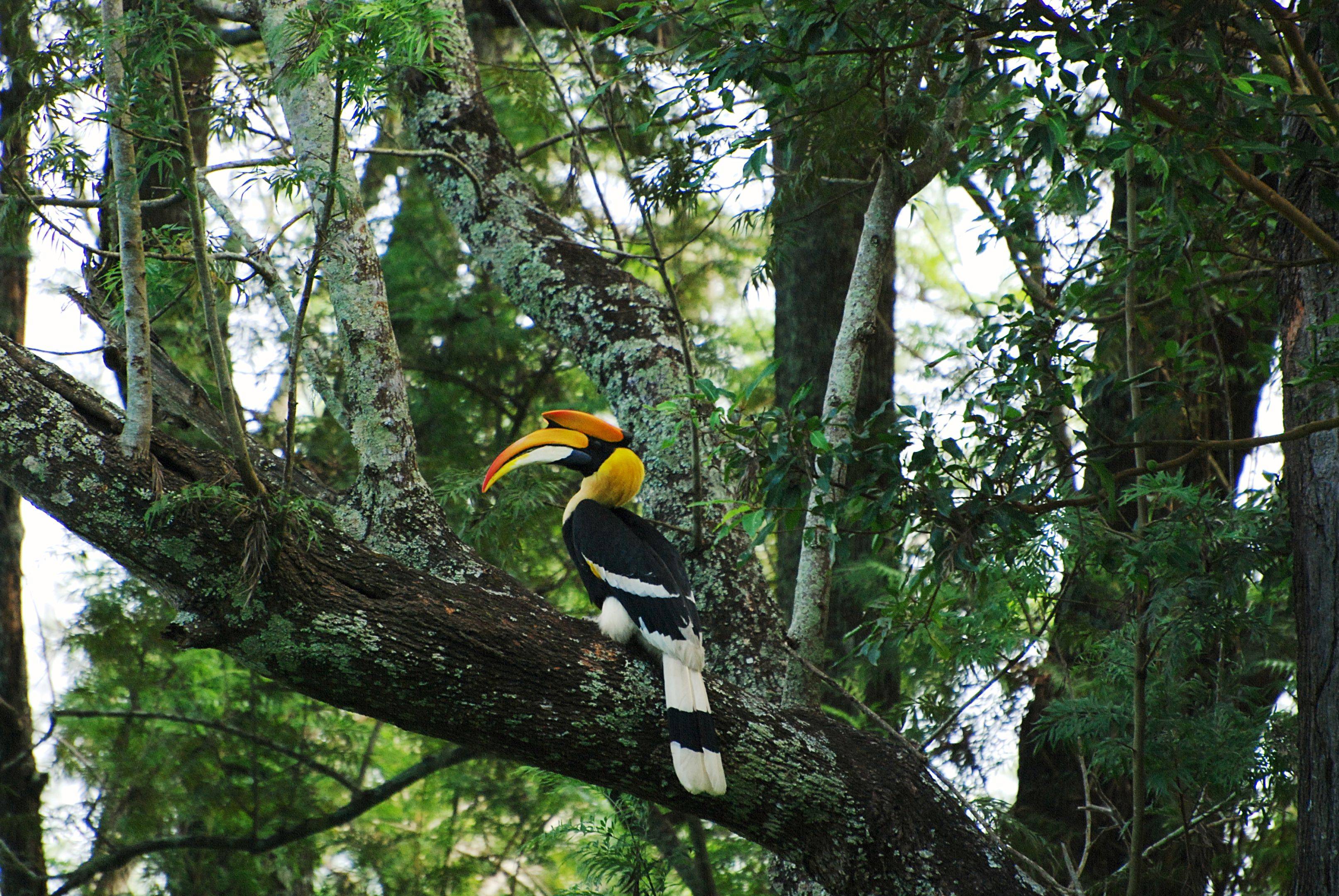 La réserve ornithologique de Thattekad