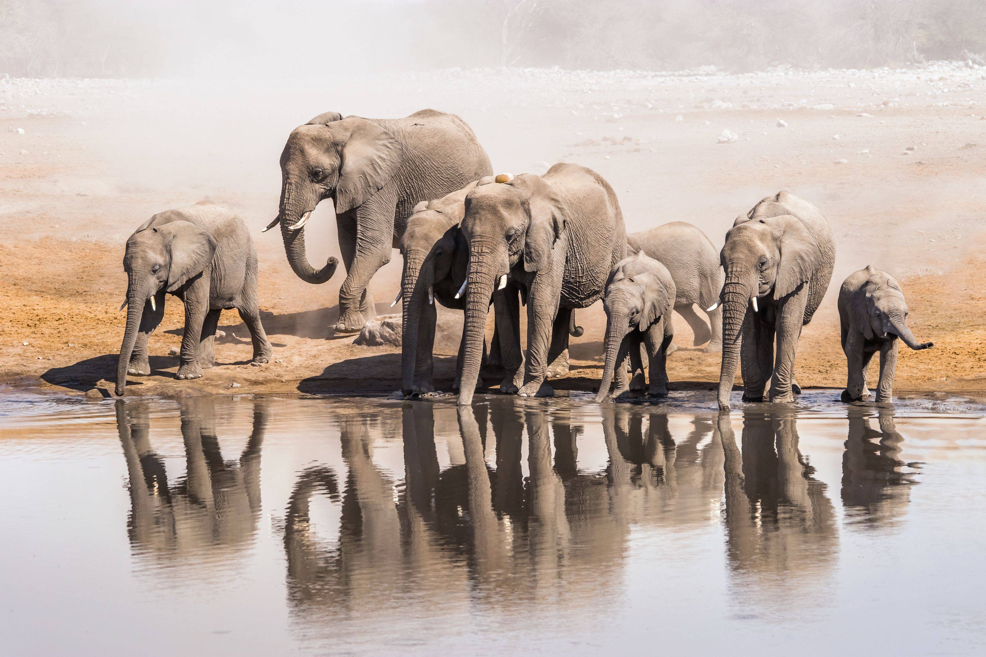 Gi elefanti del Deserto