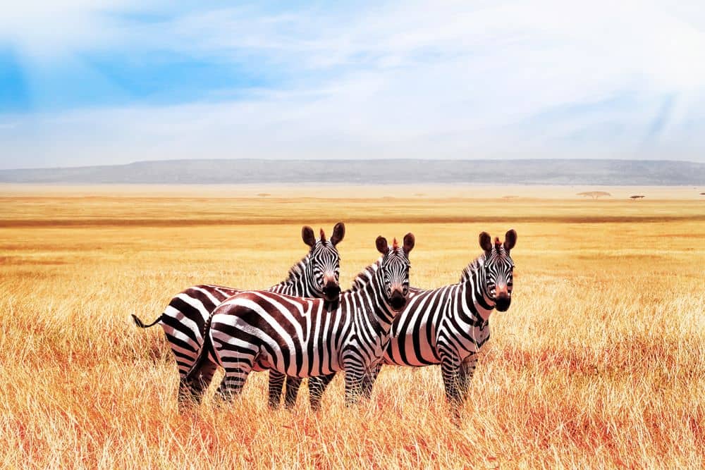 Volgende stop: de Serengeti