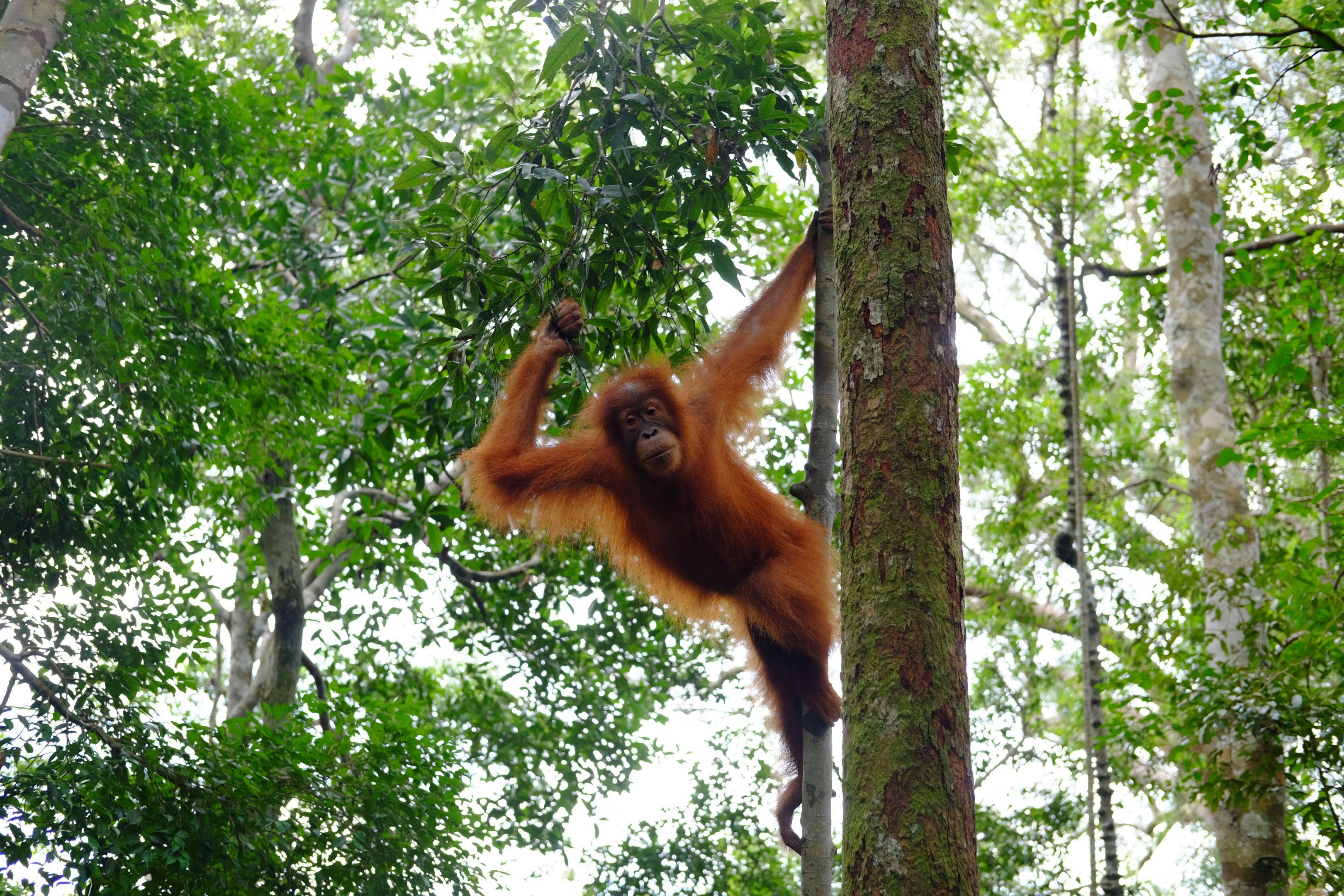 Encuentro con los orangutanes en Bukit Lawang