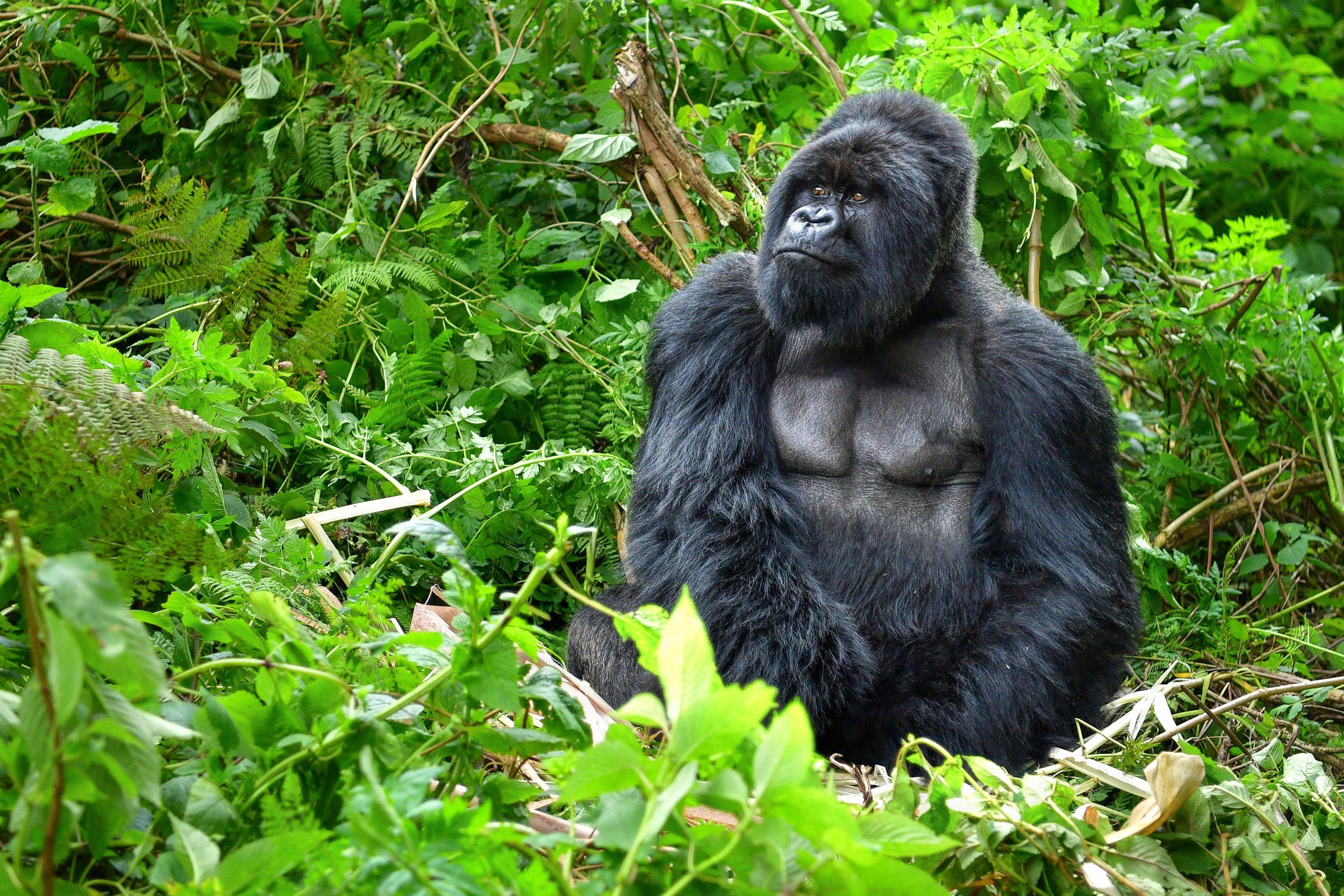 Gorilla trekking in Bwindi Forest