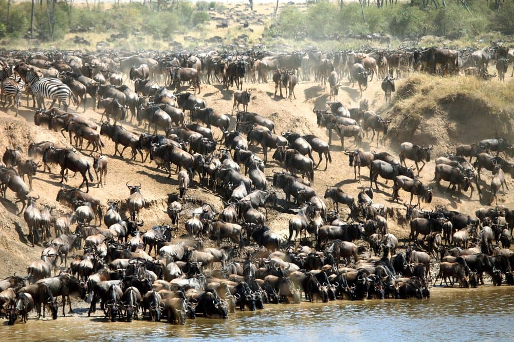 De wildebeestmigratie in Maasai Mara