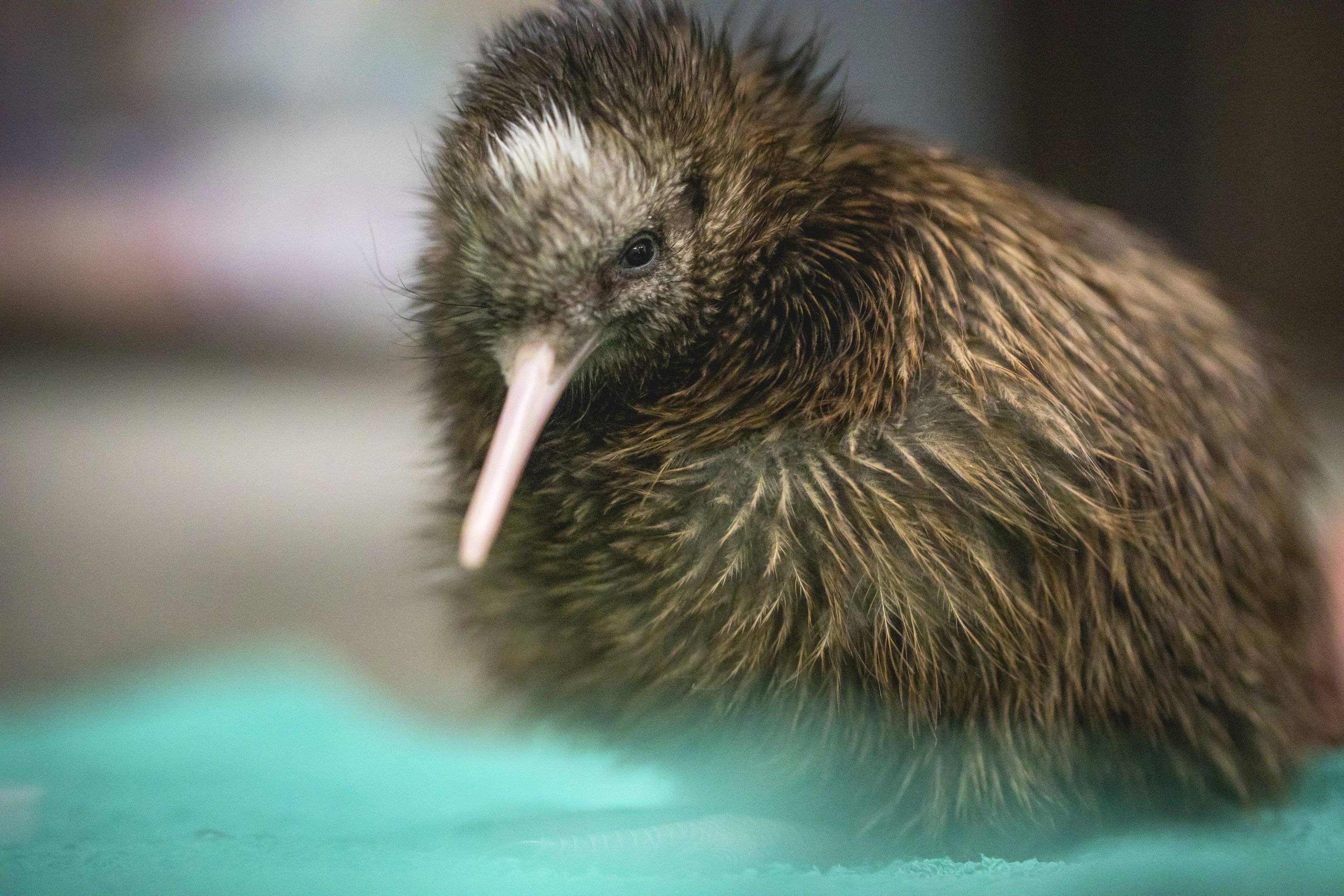 Conoce al adorable kiwi, el pájaro neozelandés 