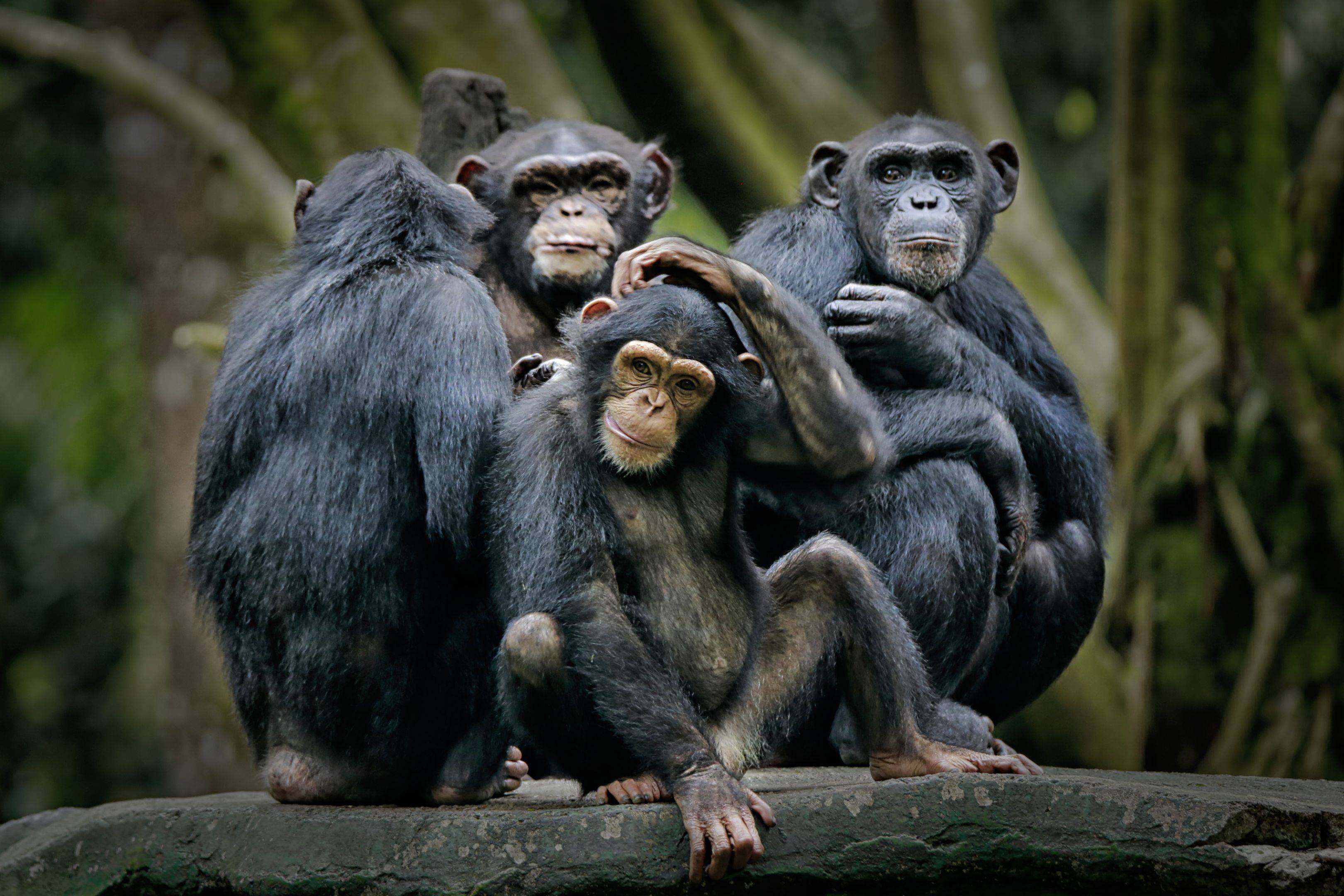 Chimpansee-tracking in de jungle (Kibale National Park)