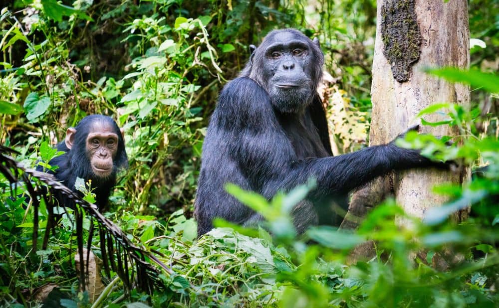Chimpanzee-tracking in de jungle 