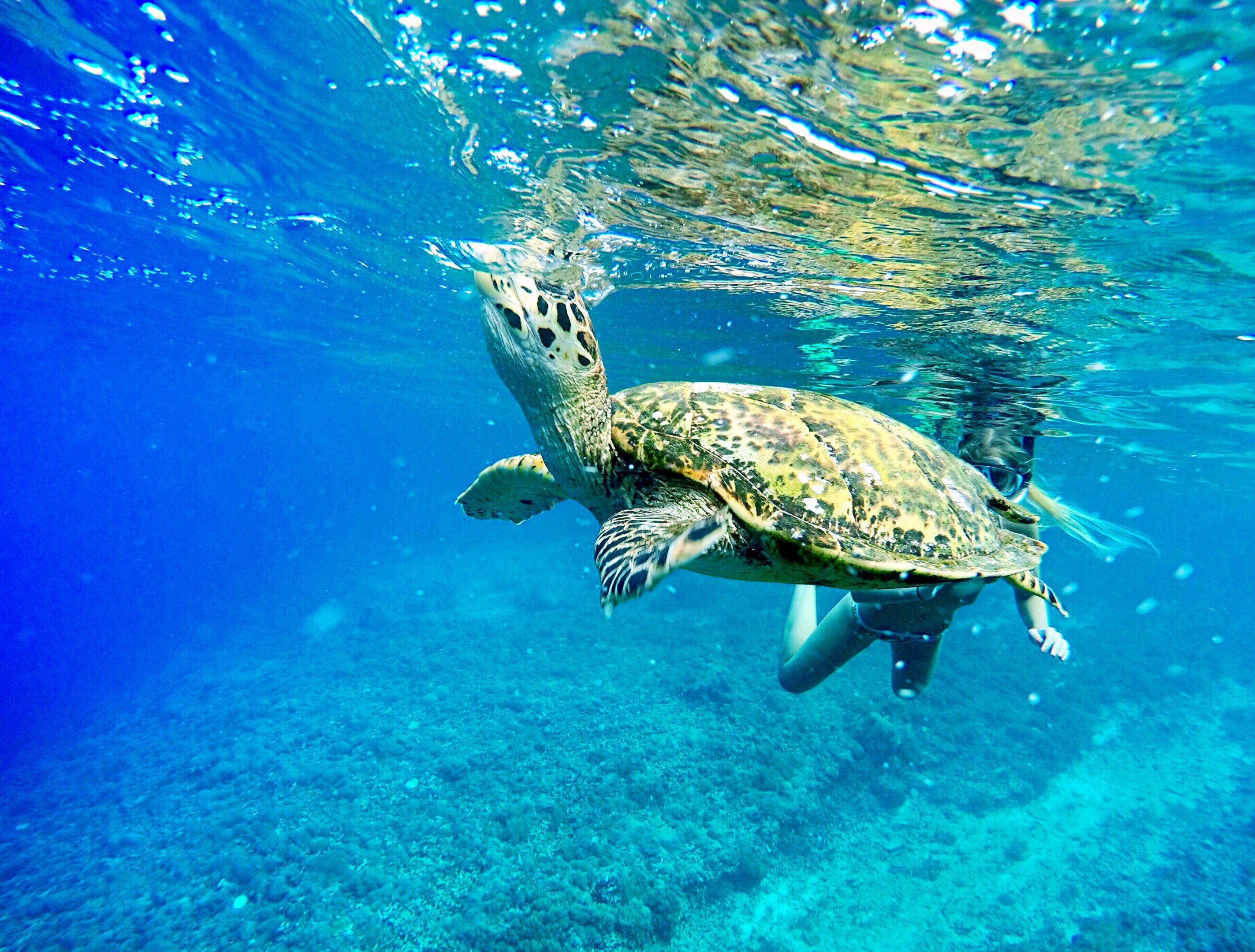 Snorkel en un Rincón del Paraíso, La isla de Menjangan