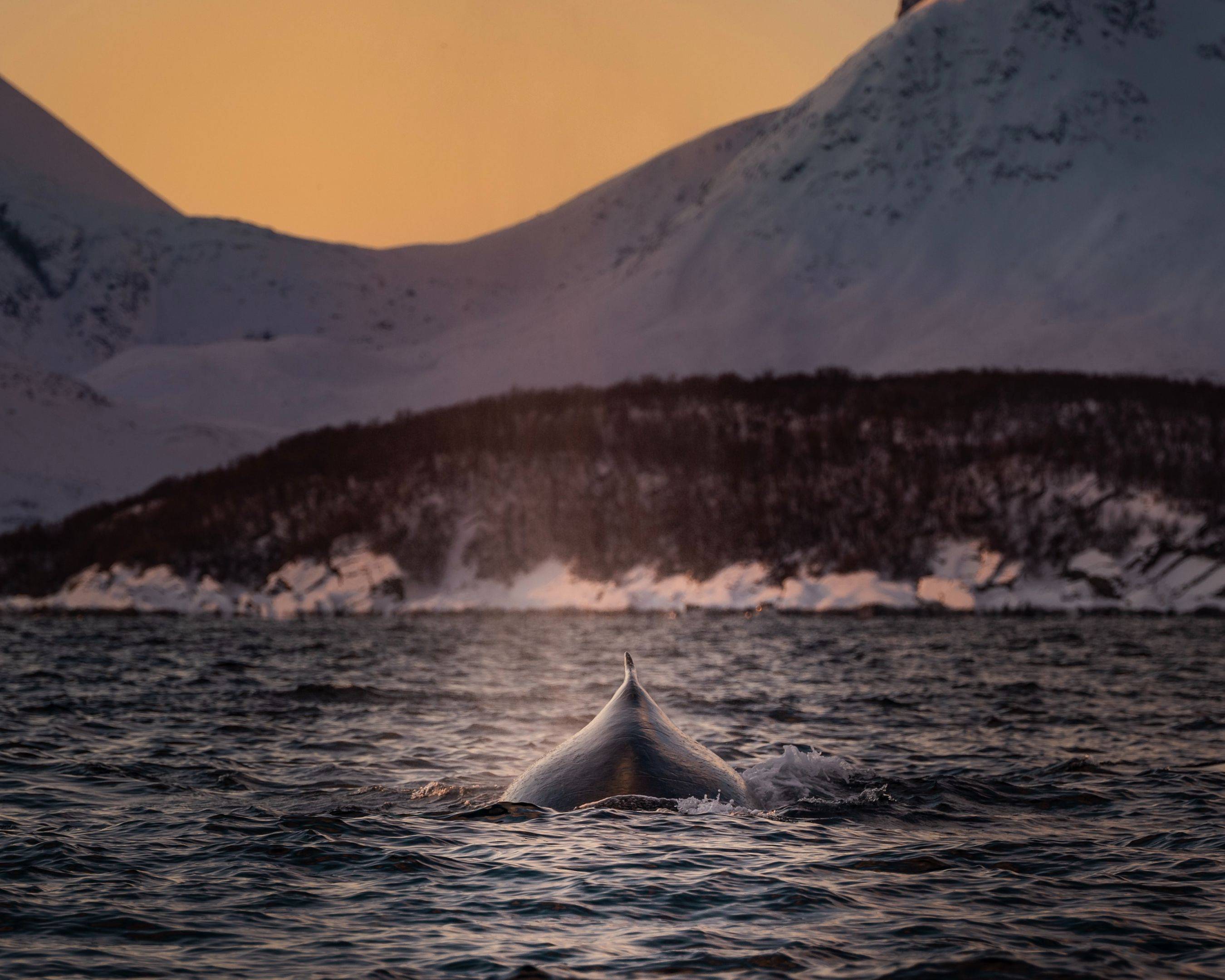 Safari baleines en zodiac dans les Vesterålen