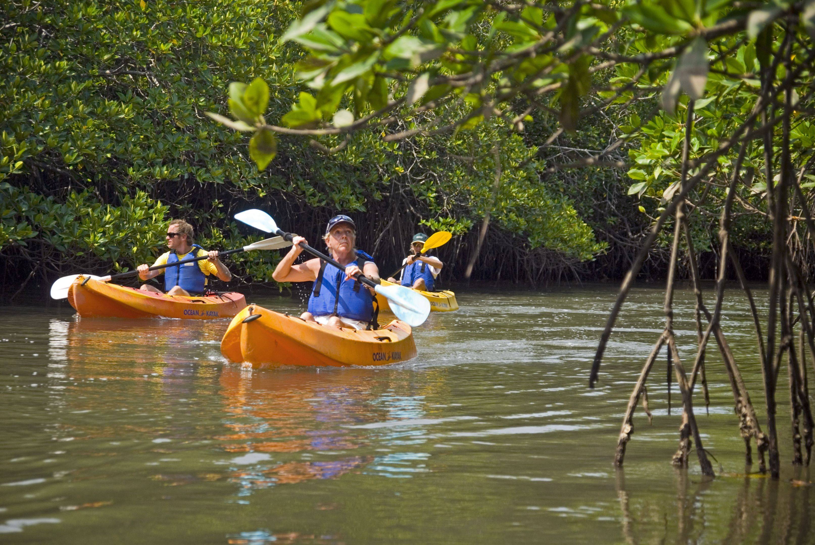 Descubre la vida de los remansos de Alleppey en kayak