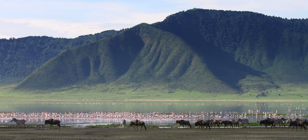 De wilde dieren van Ngorongoro