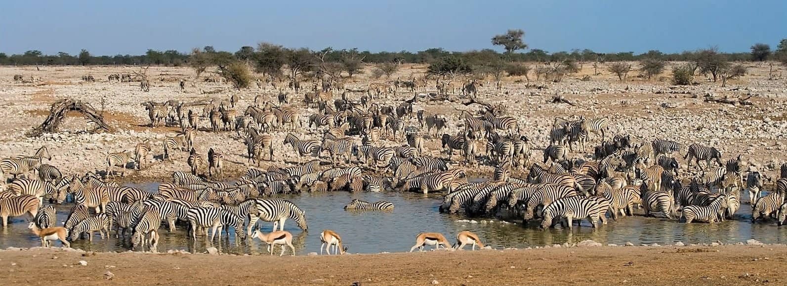 Safari nell'Etosha