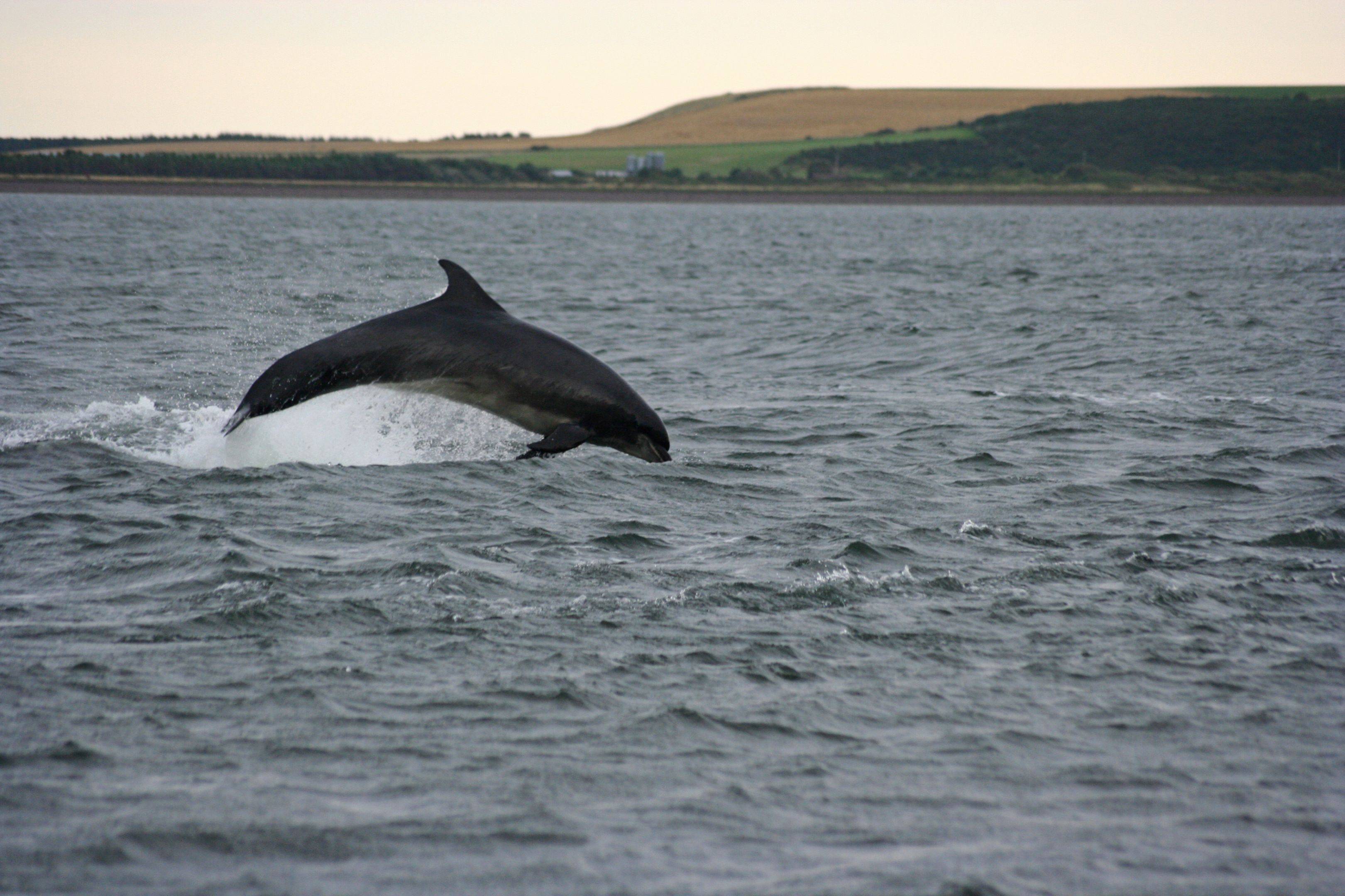 L'estuaire de la Moray et ses dauphins