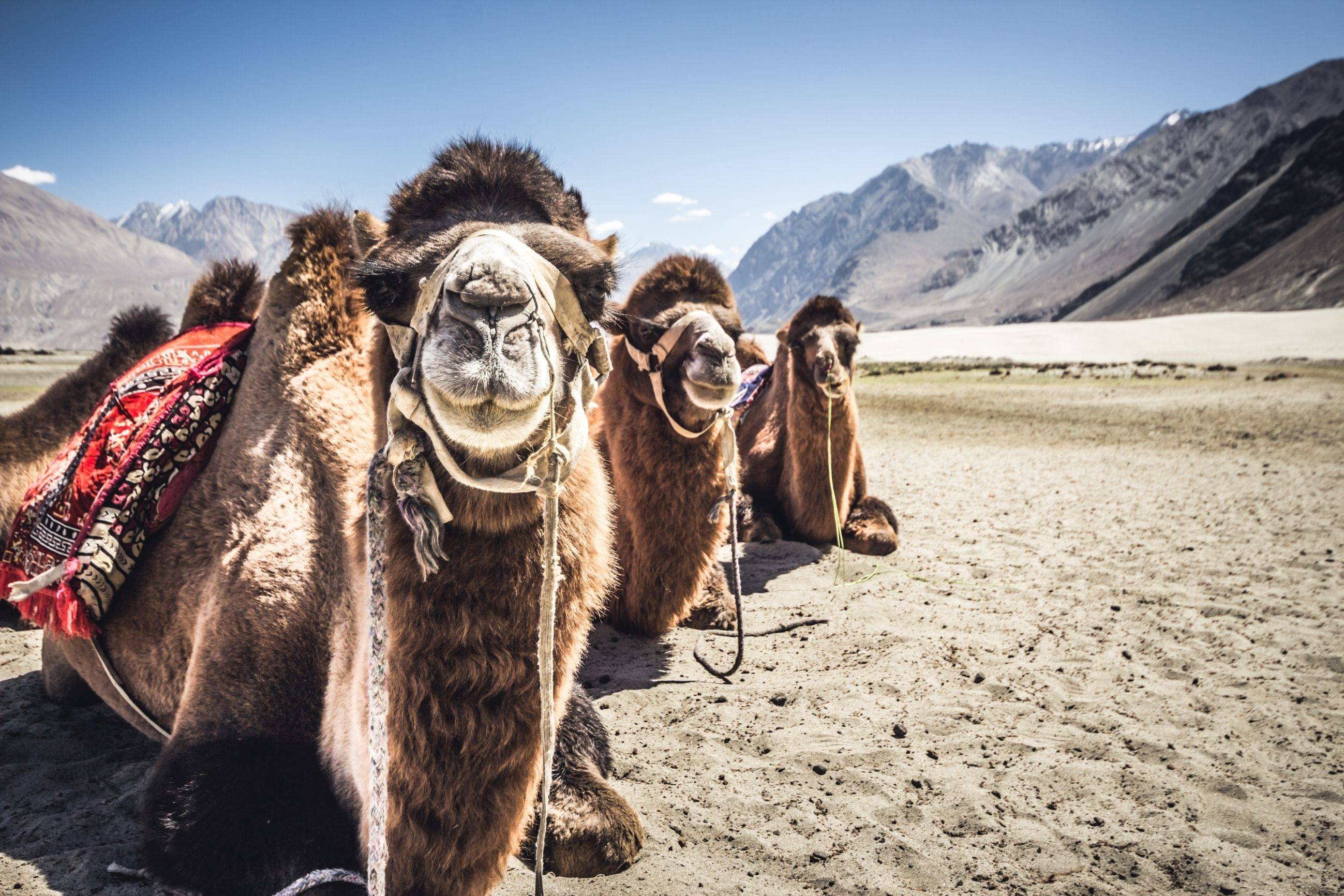 Op doortocht per kamelensafari
