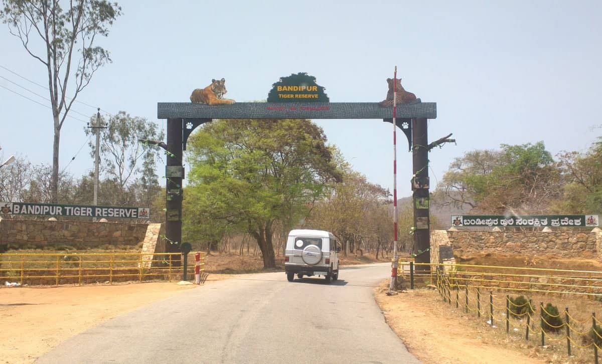 Safari à Bandipur