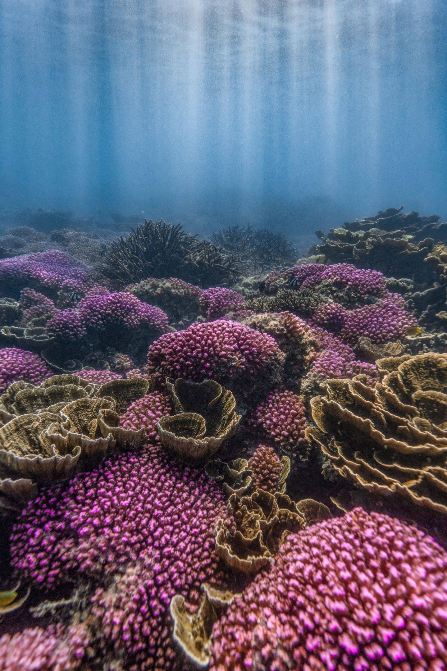 Descubre el arrecife de Ningaloo, declarado Patrimonio de la Humanidad