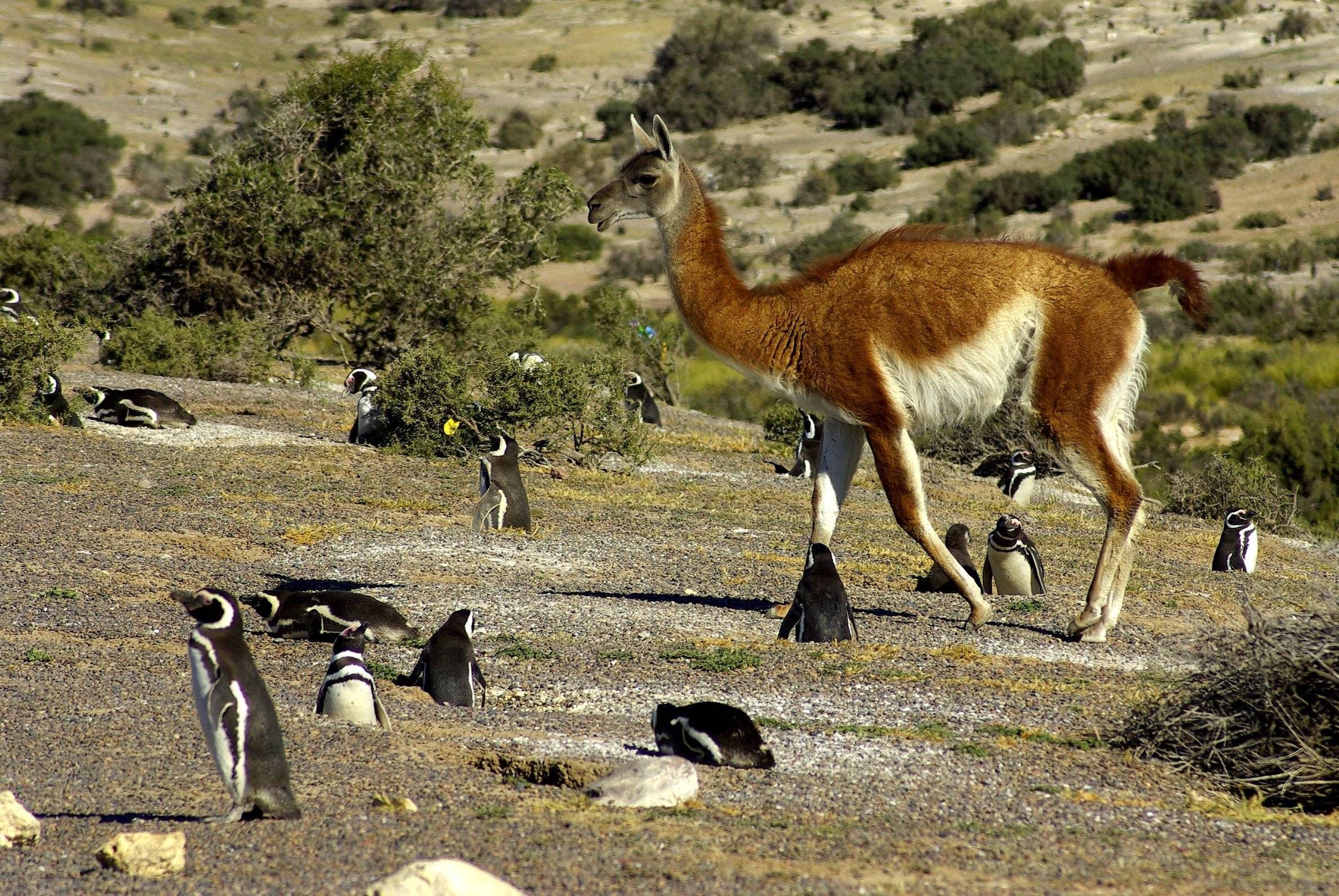 Pingüinos magallánicos en Punta Tombo