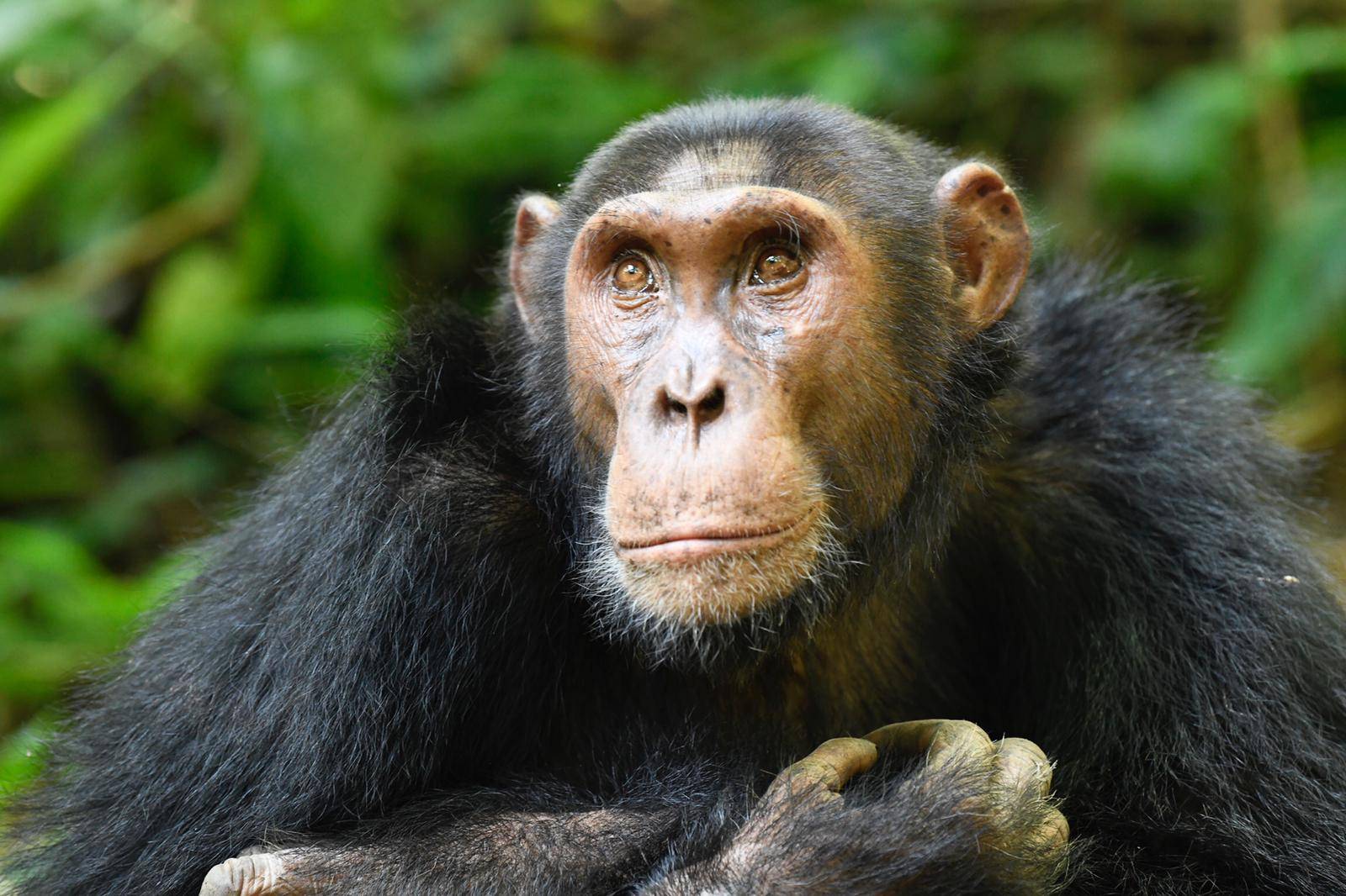 Trekking degli scimpanzé e crociera  sul Kazinga Channel