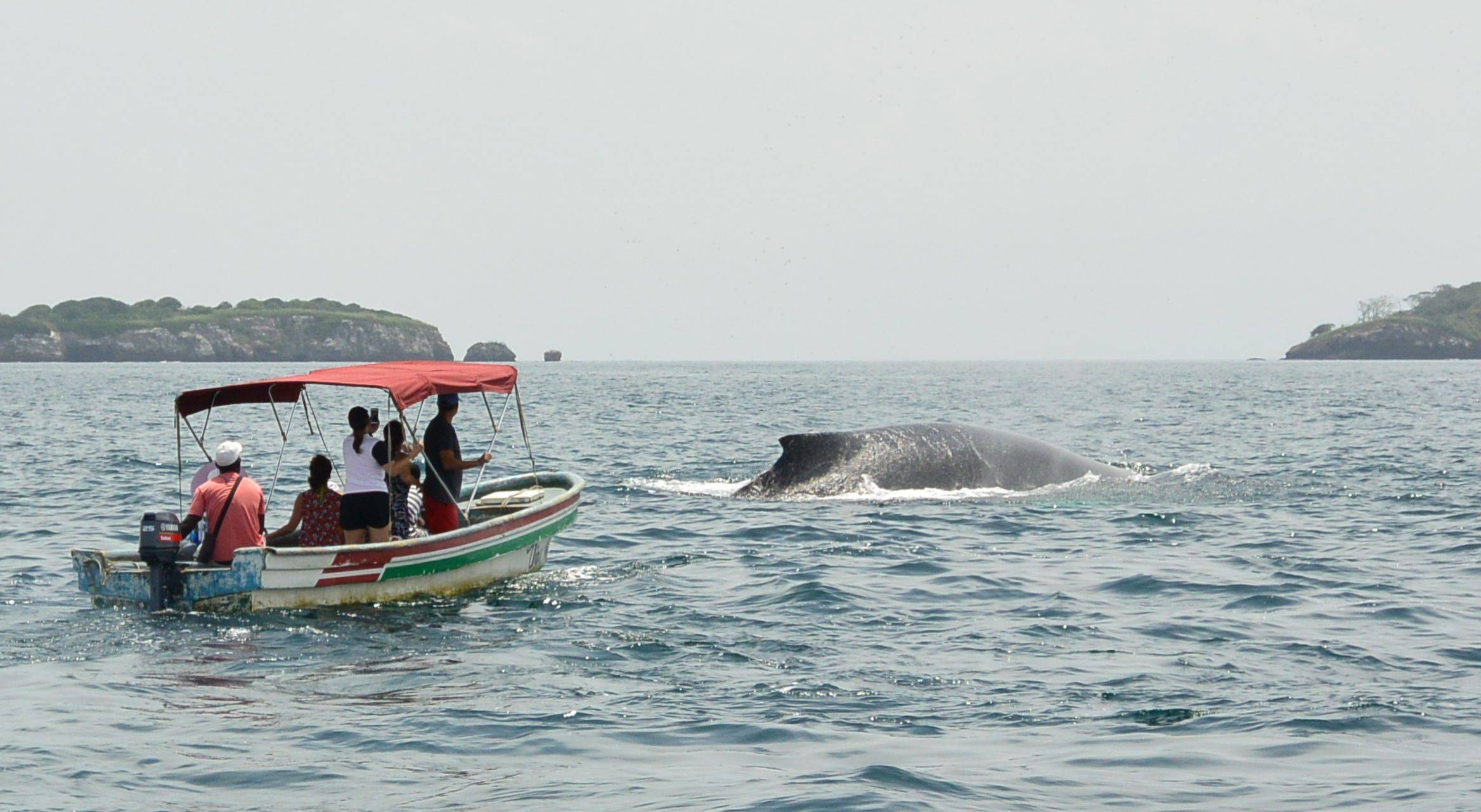 Rencontre avec les baleines à bosse