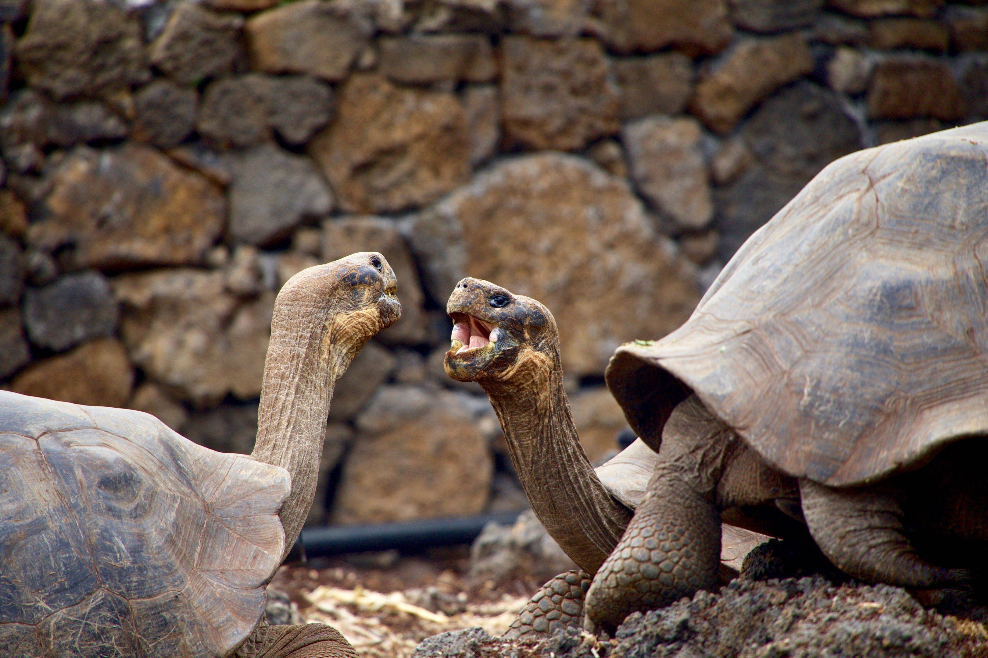 Tortues géantes des Galapagos et centre Charles Darwin