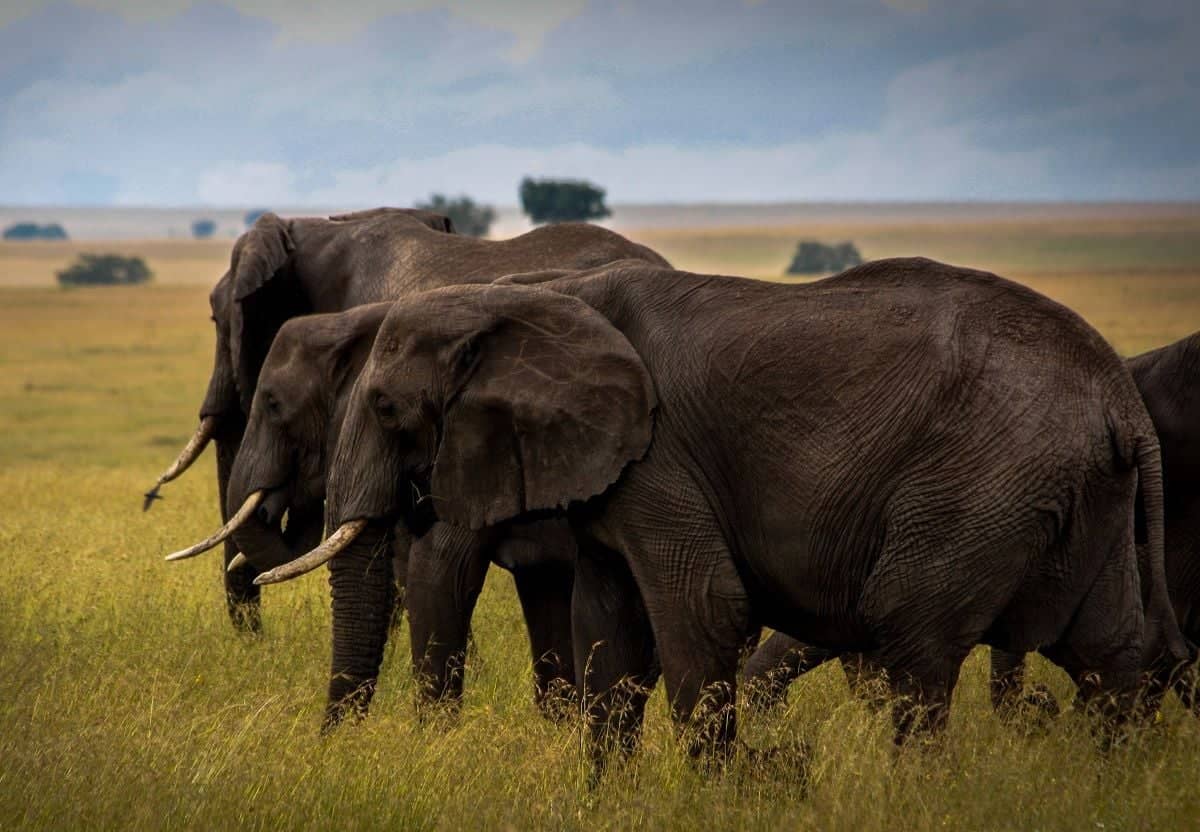 Safari en jeep au paradis des éléphants de Tarangire