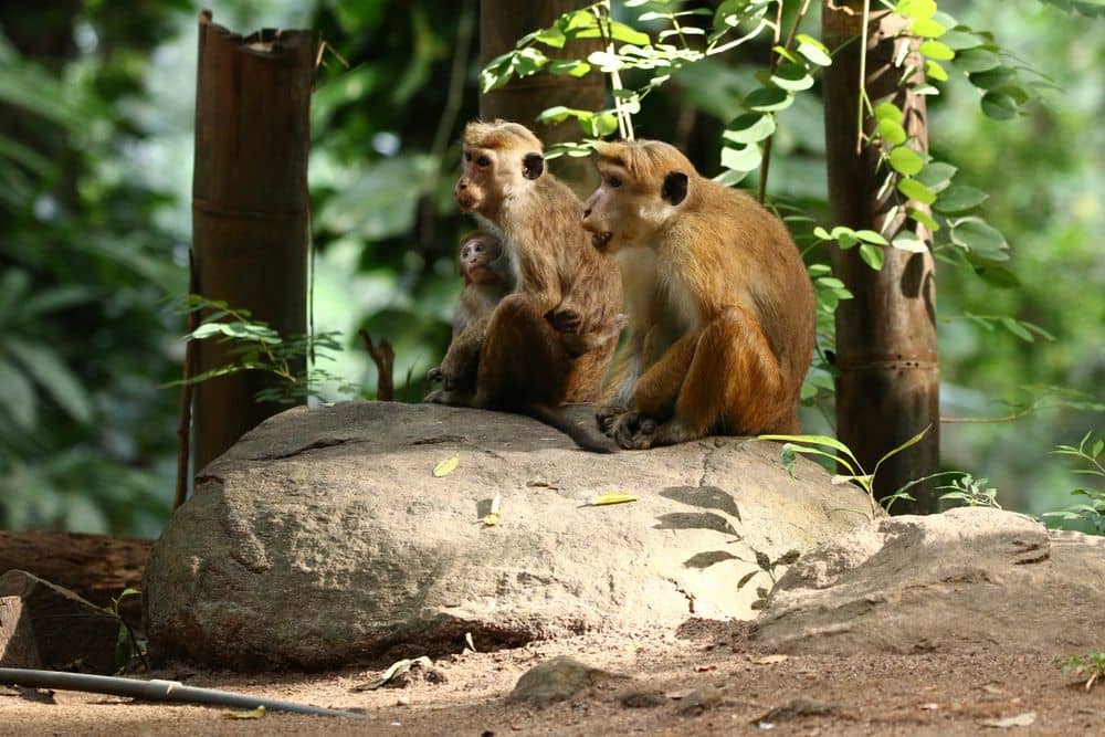 Visita de Kandy y de la reserva forestal de Udawattakele