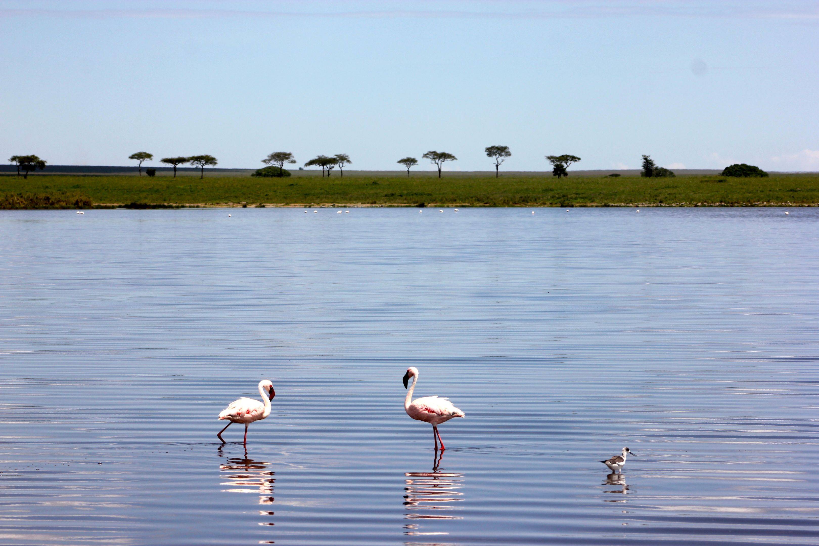 Safari al lago di Manyara