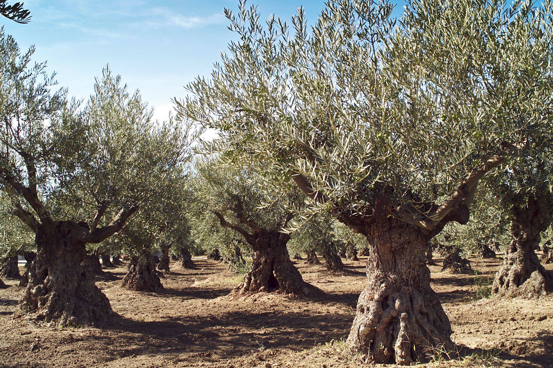A la découverte du terroir provençal : visite d'un domaine oléicole, dégustation, cours de cuisine et déjeuner 