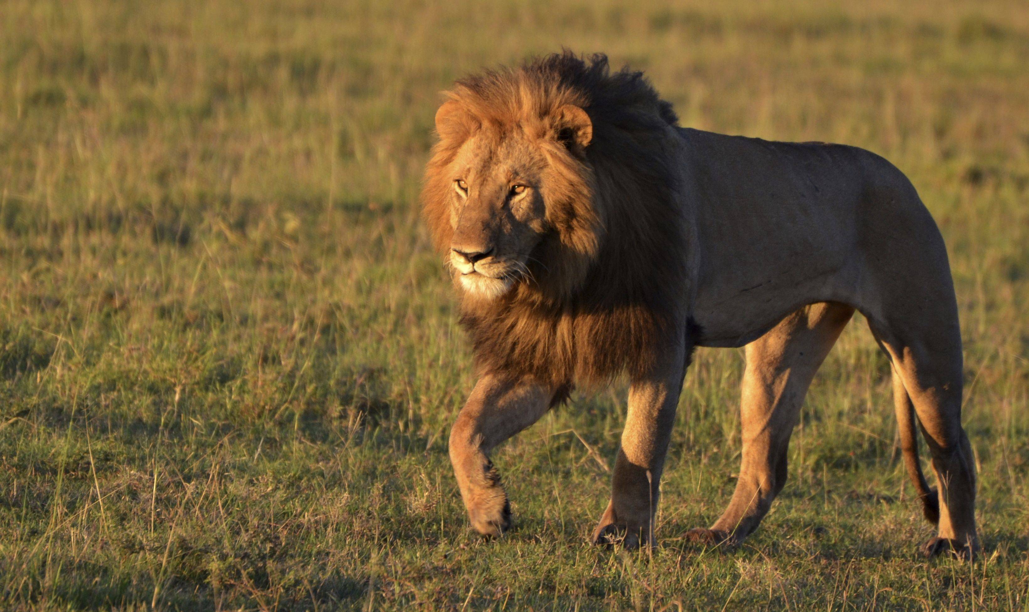 Encuentro con los leones de Serengeti