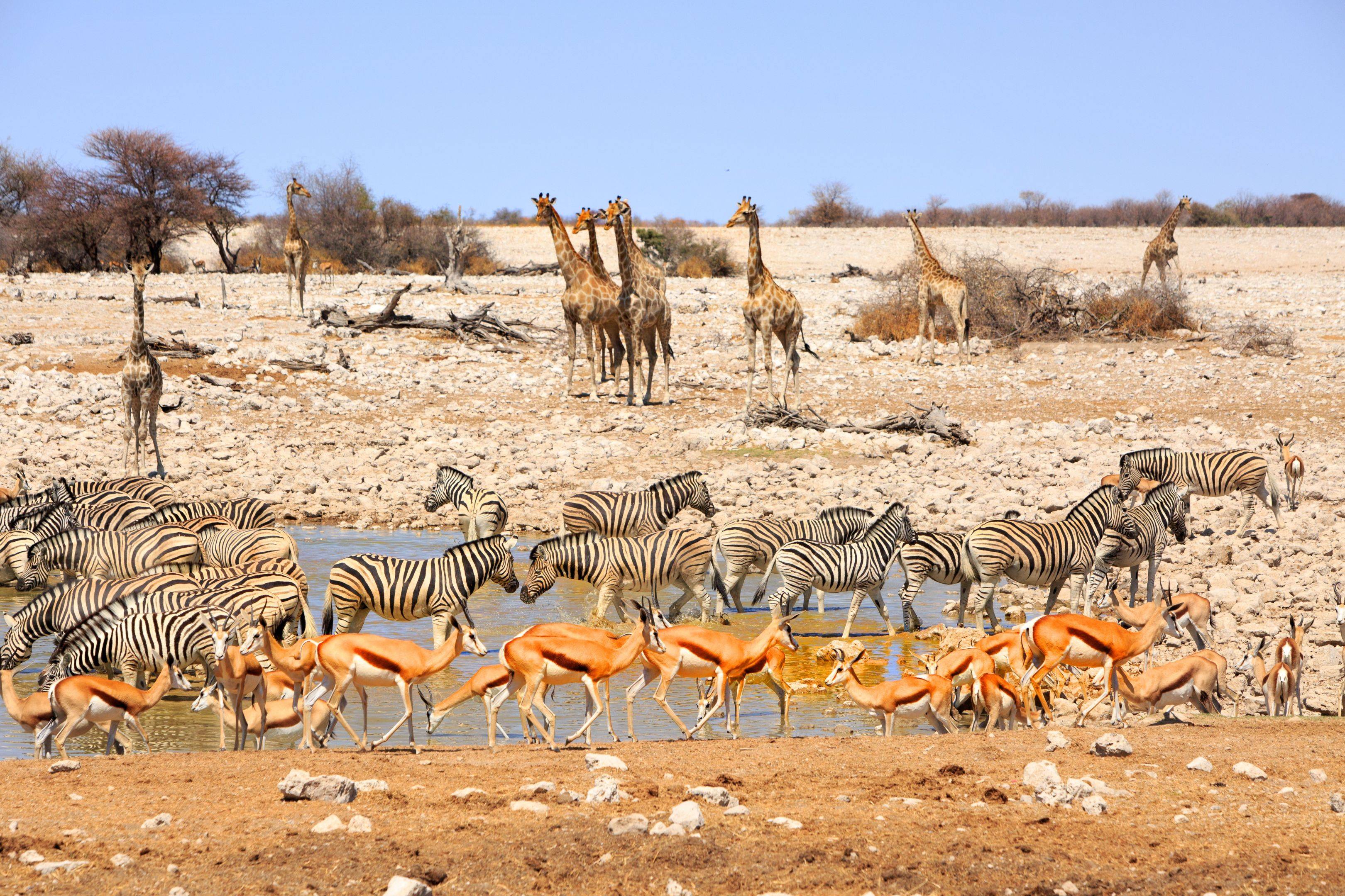 ​Safari por Etosha cruzando el parque del Sur al Este