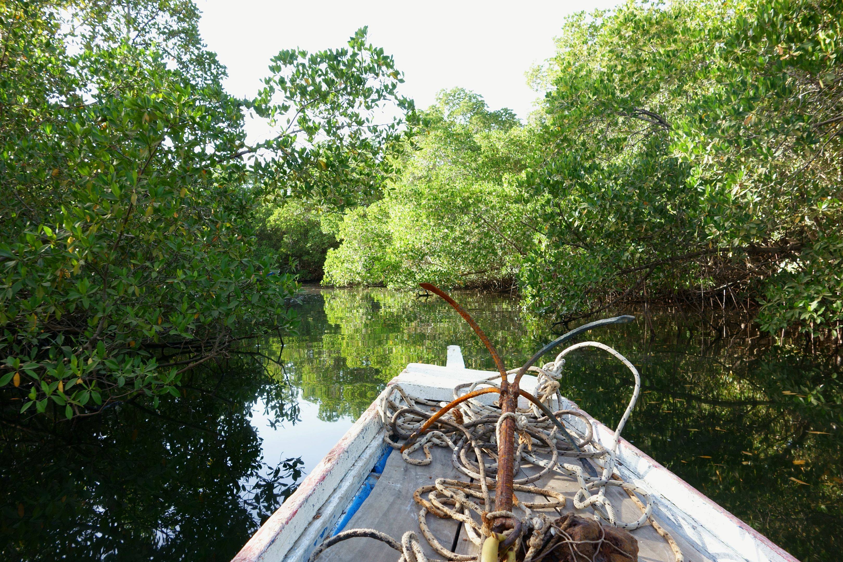 Escursione in piroga a motore tra le mangrovie