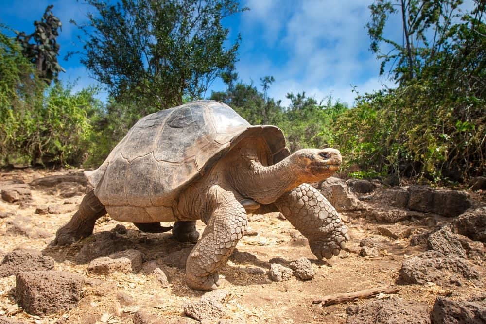 Santa Cruz und die Galapagos Schildkröten