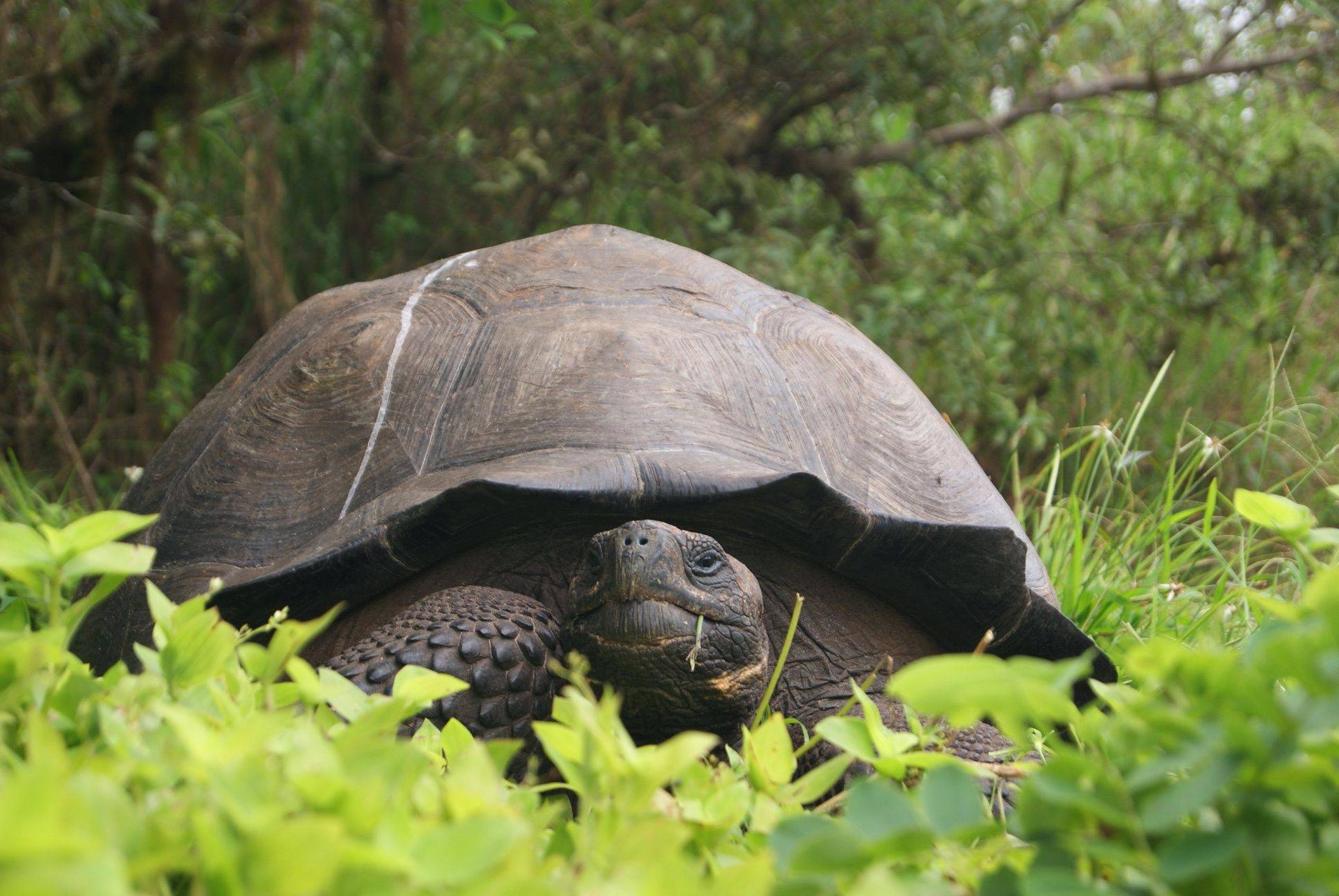 Découverte des tortues géantes de Santa Cruz