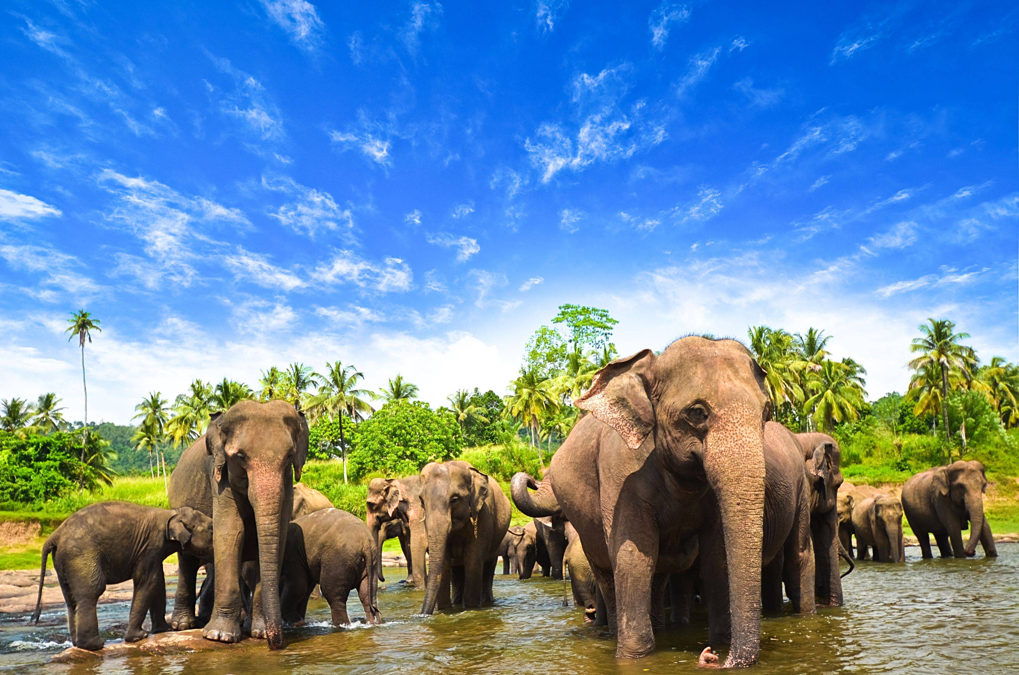 Kandy e l'Orfanotrofio degli Elefanti di Pinnawela