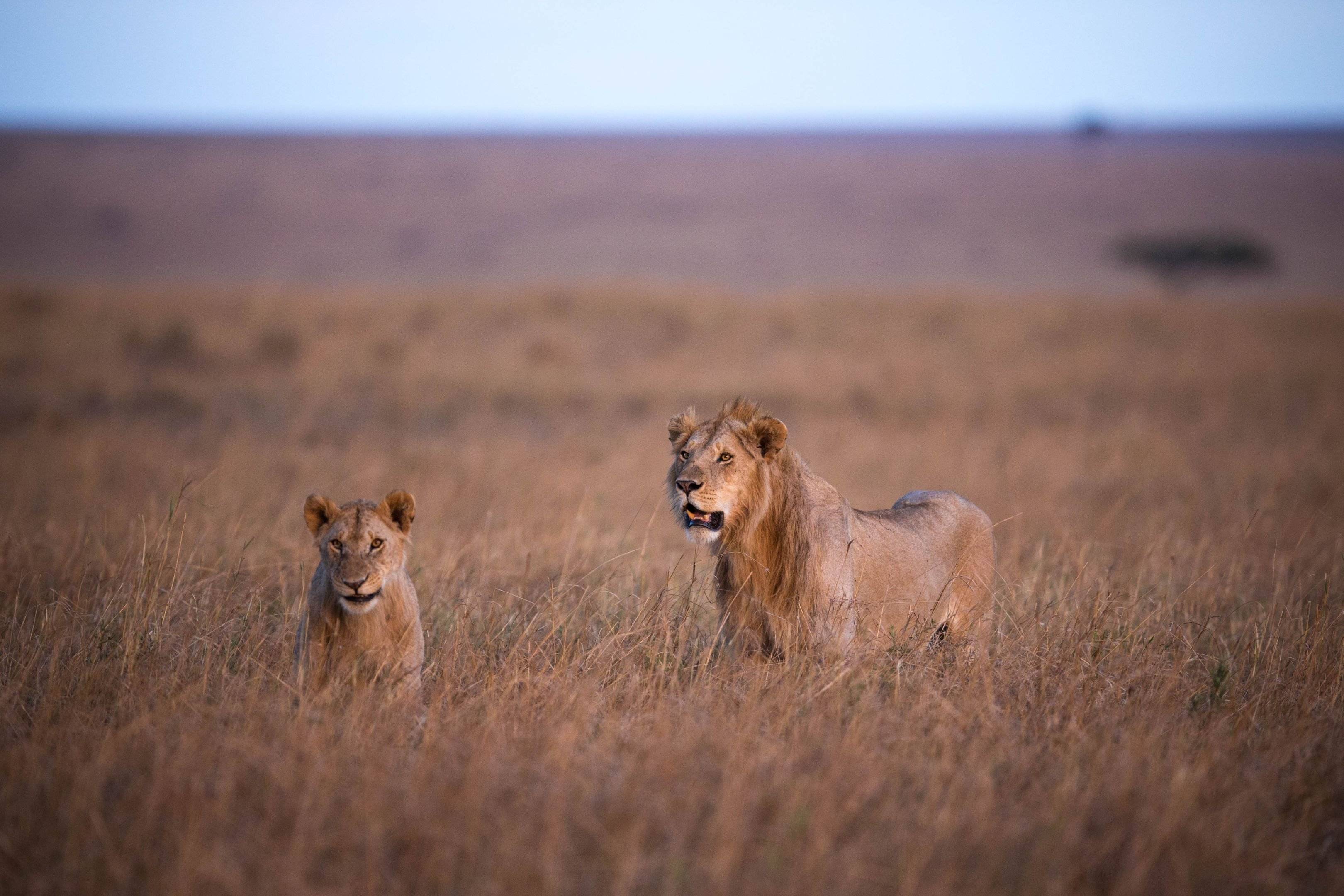 Safari nel Serengeti