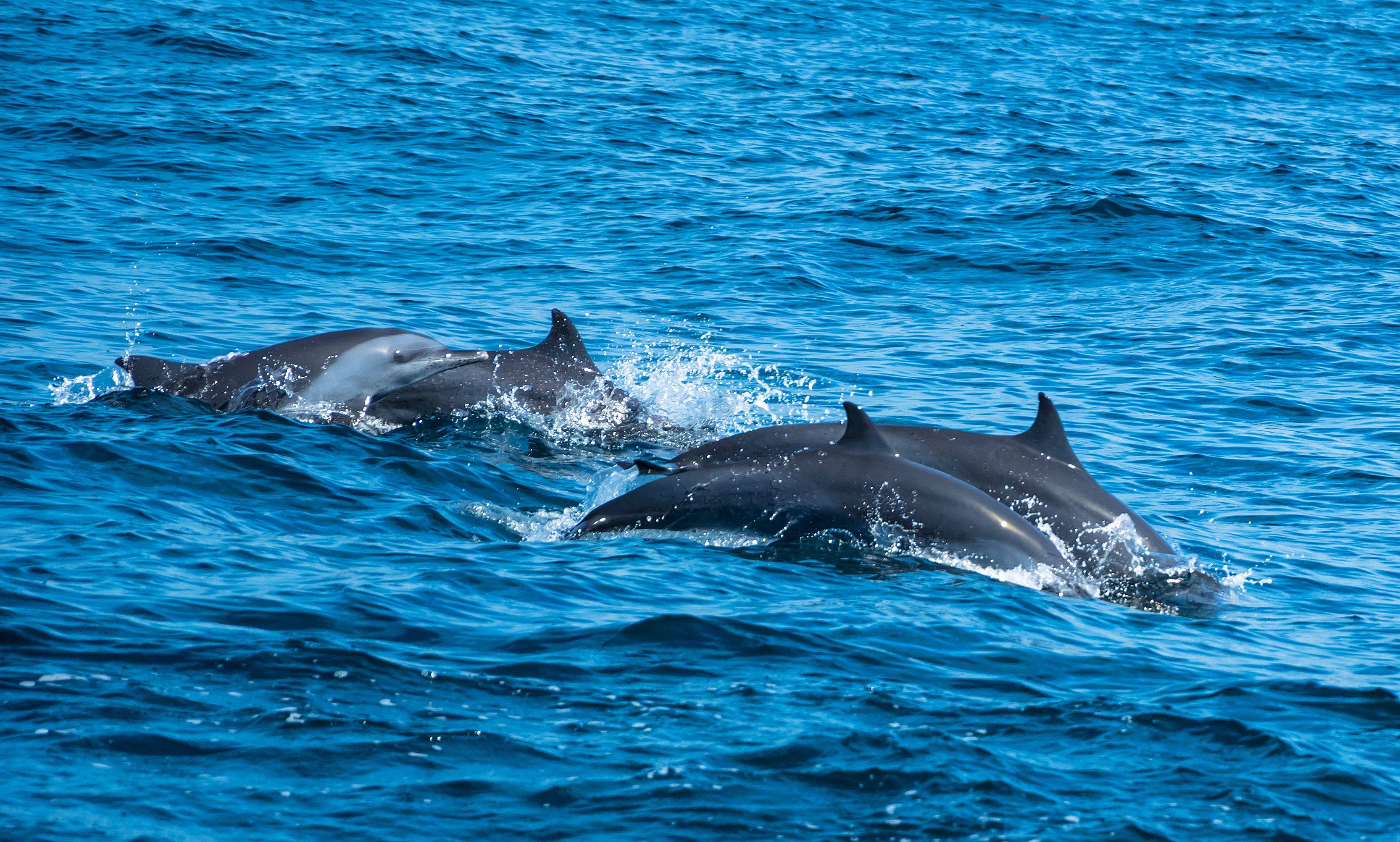 Avistamiento de Delfines y Safari en el Parque de Wilpattu