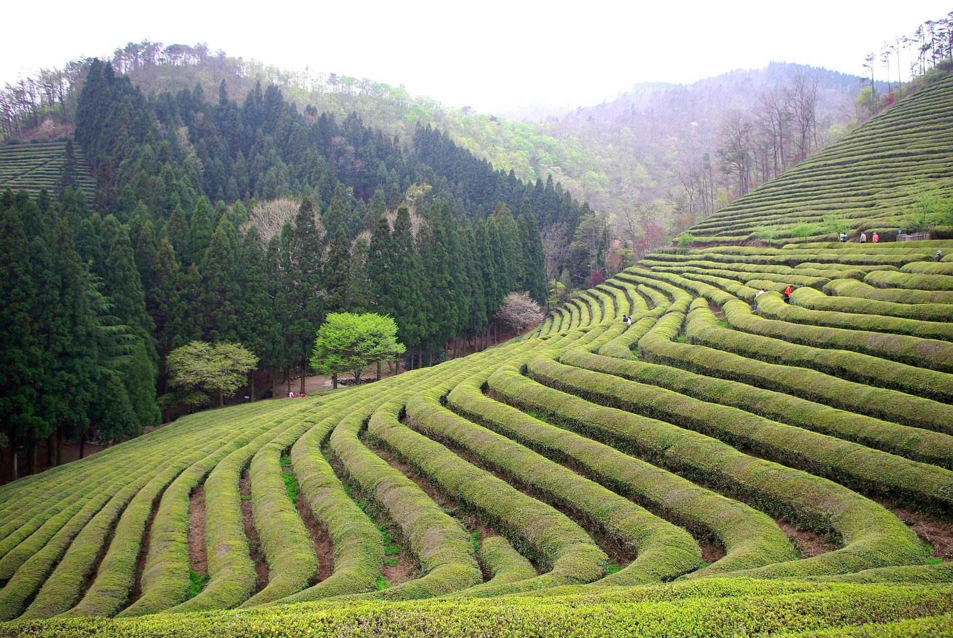 Retour par les plantations de thé