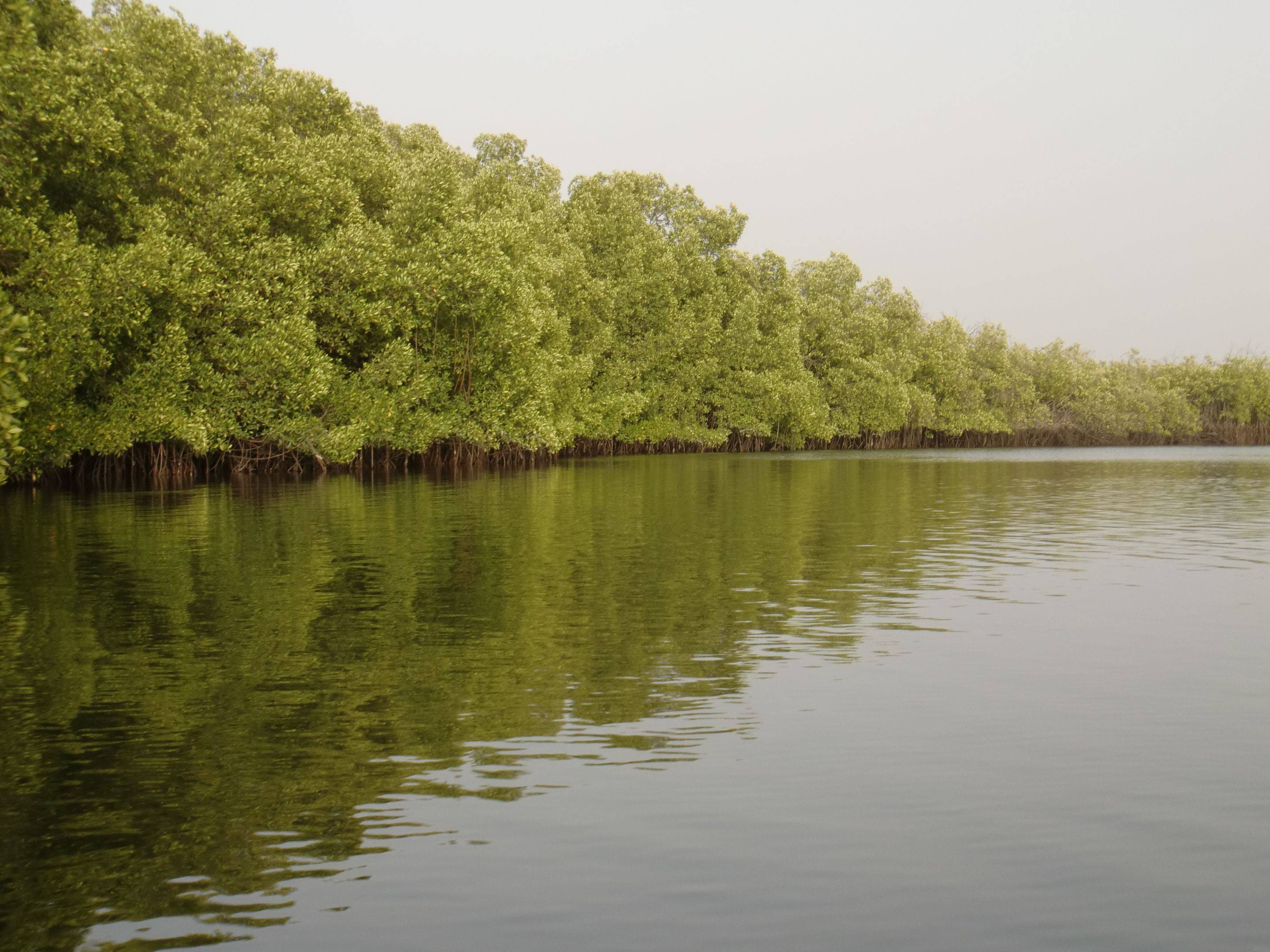 La mangrove et les magnifiques paysages du fleuve Saloum