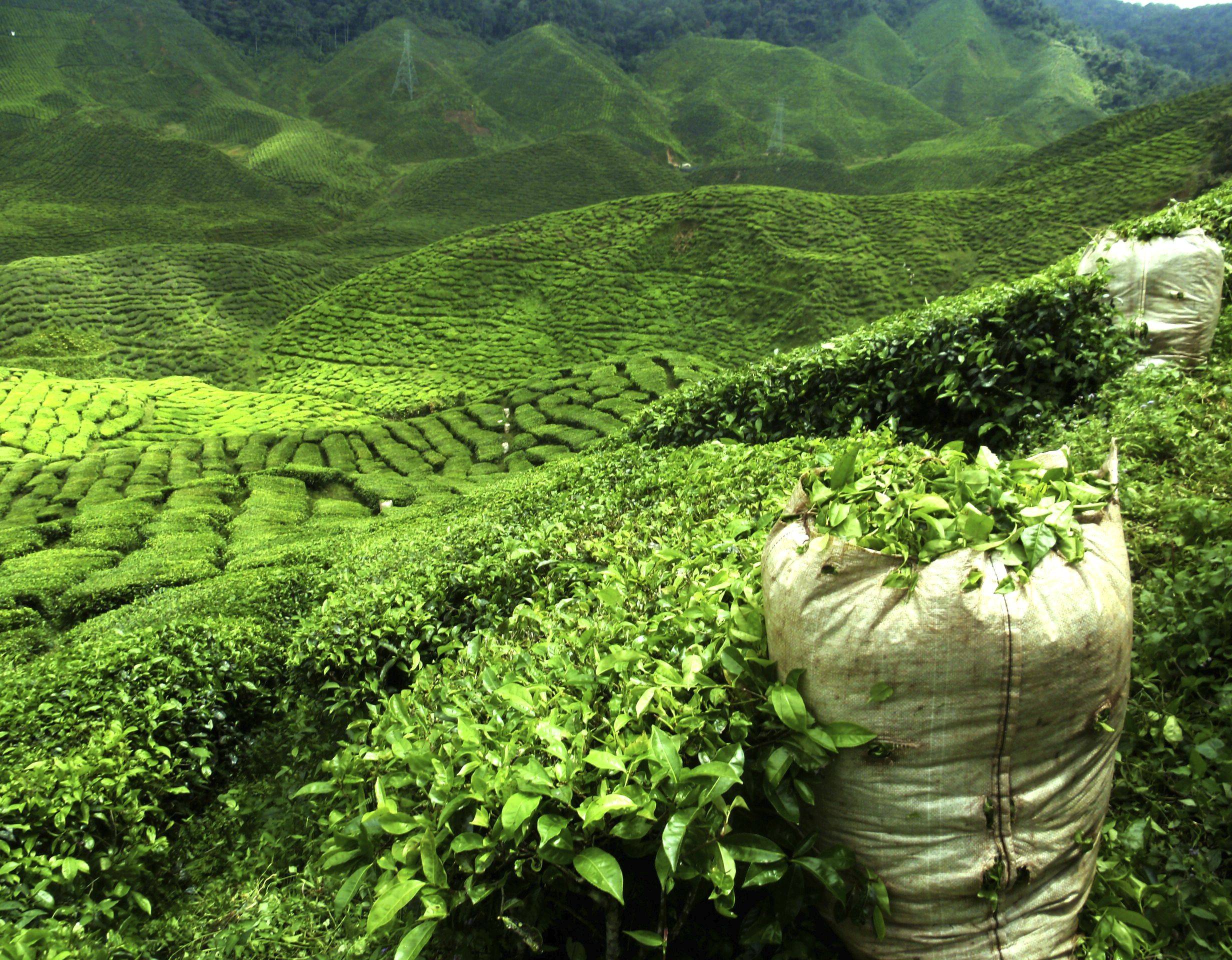 Escursione in treno locale e piantagione di tè