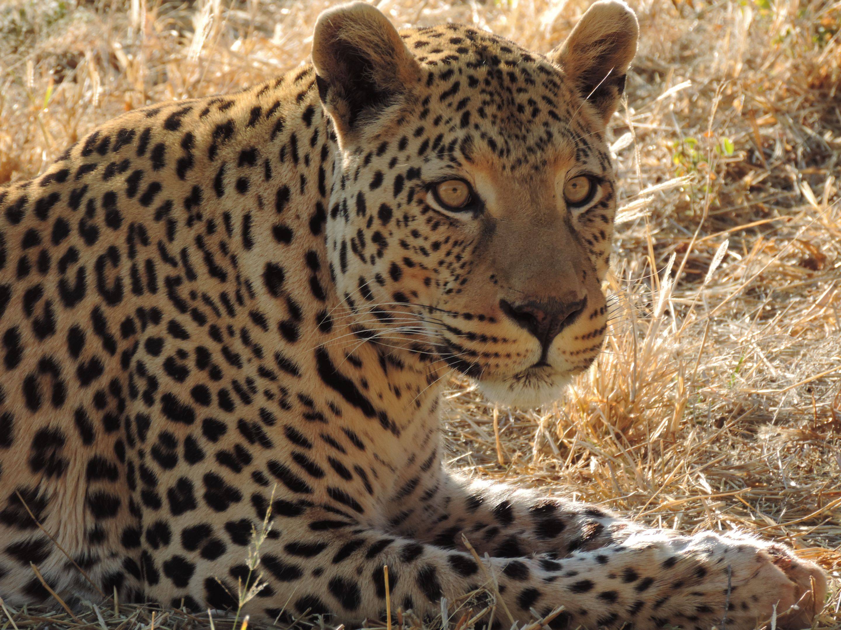 Leoparden im Okonjima Nature Reserve 