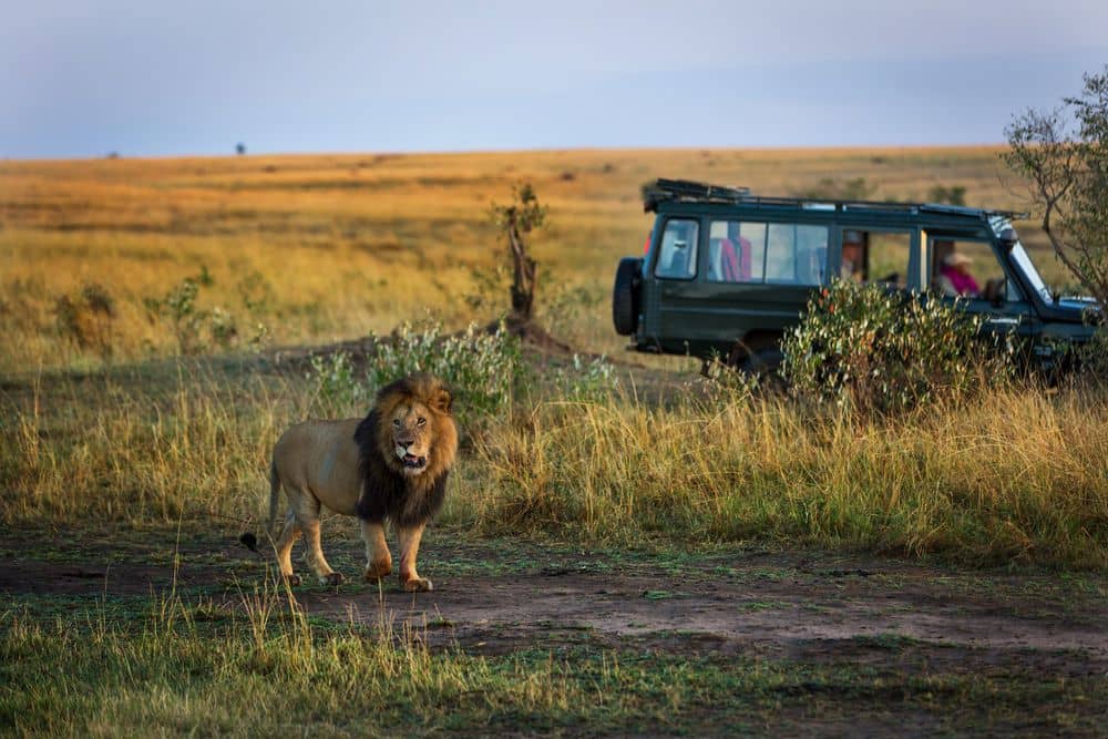 Safari in het hart van het Kruger Park
