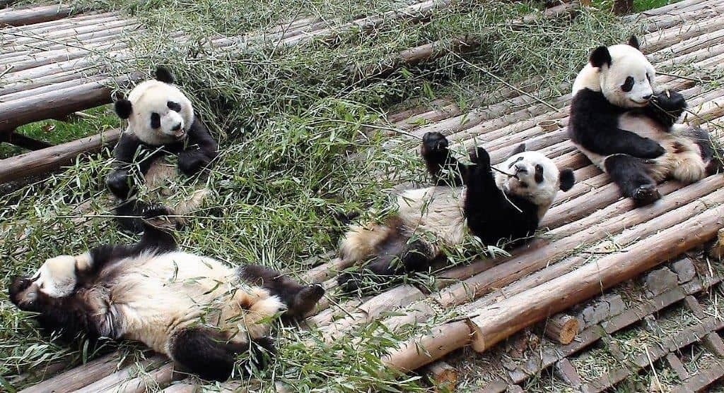 Pandabären, alte Geschichte und Essenskultur in Chengdu