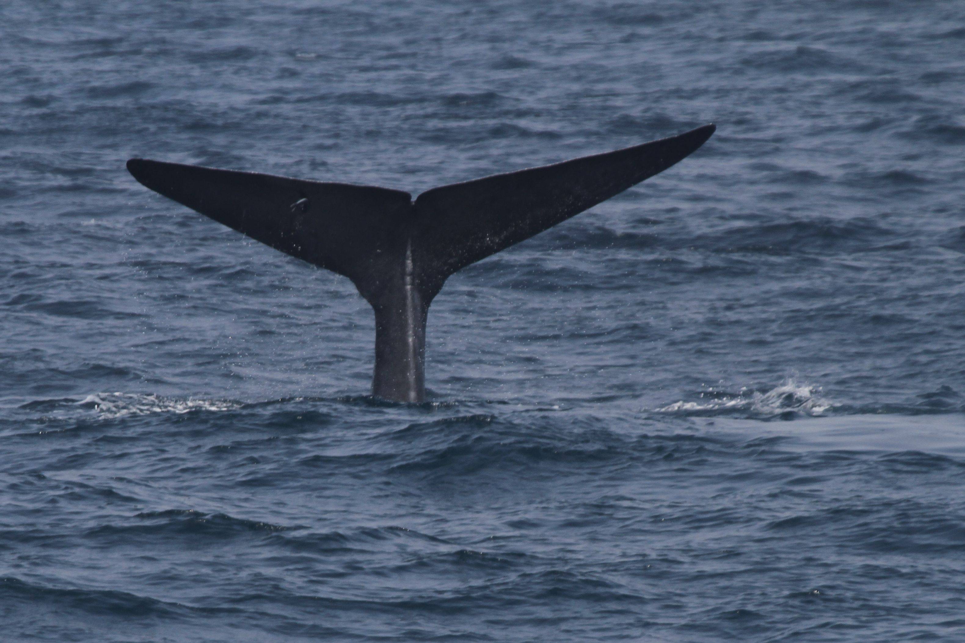Observación de ballenas en Mirissa y playa de la Costa Oeste 