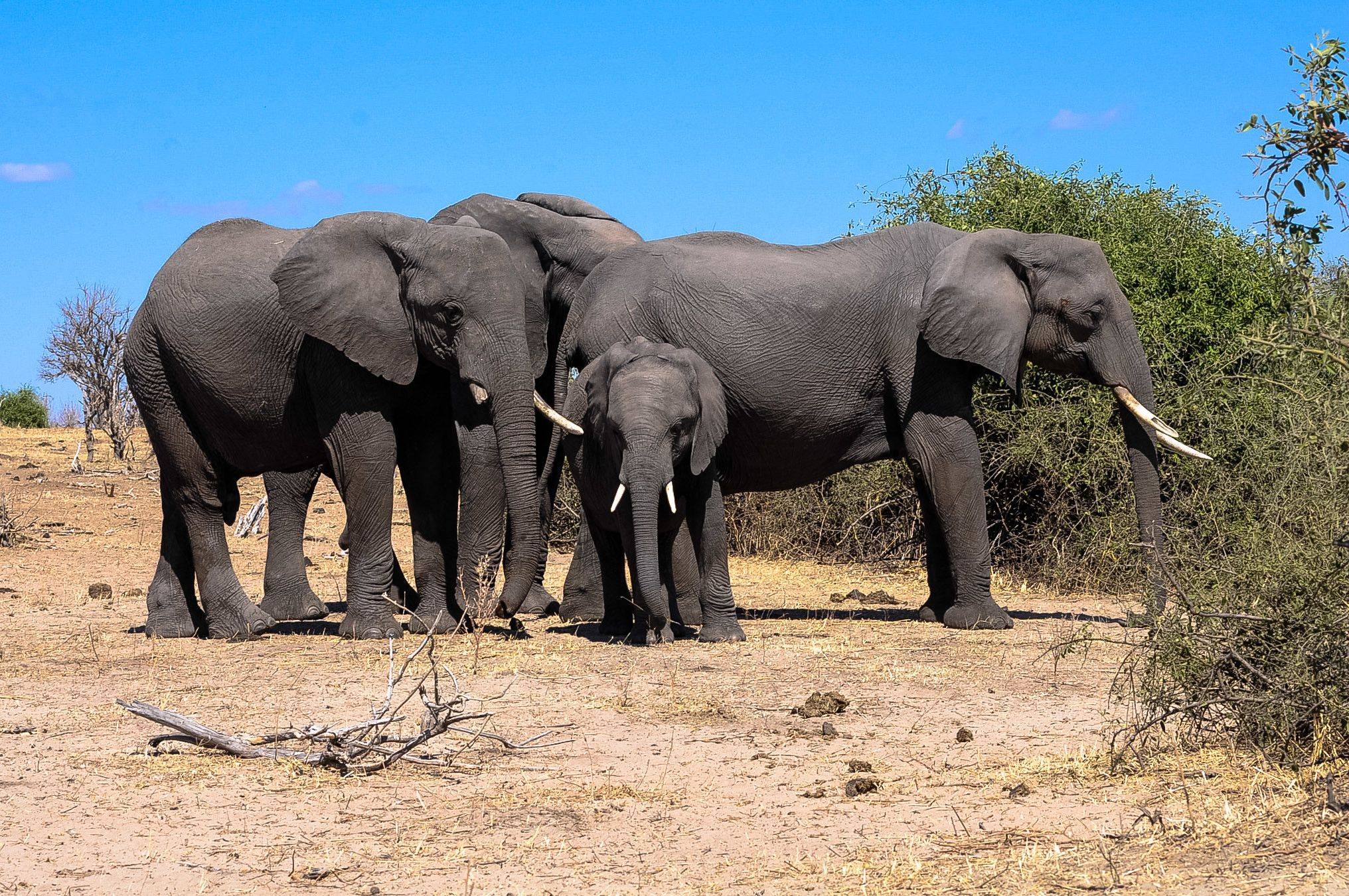 Los elefantes más grandes del mundo